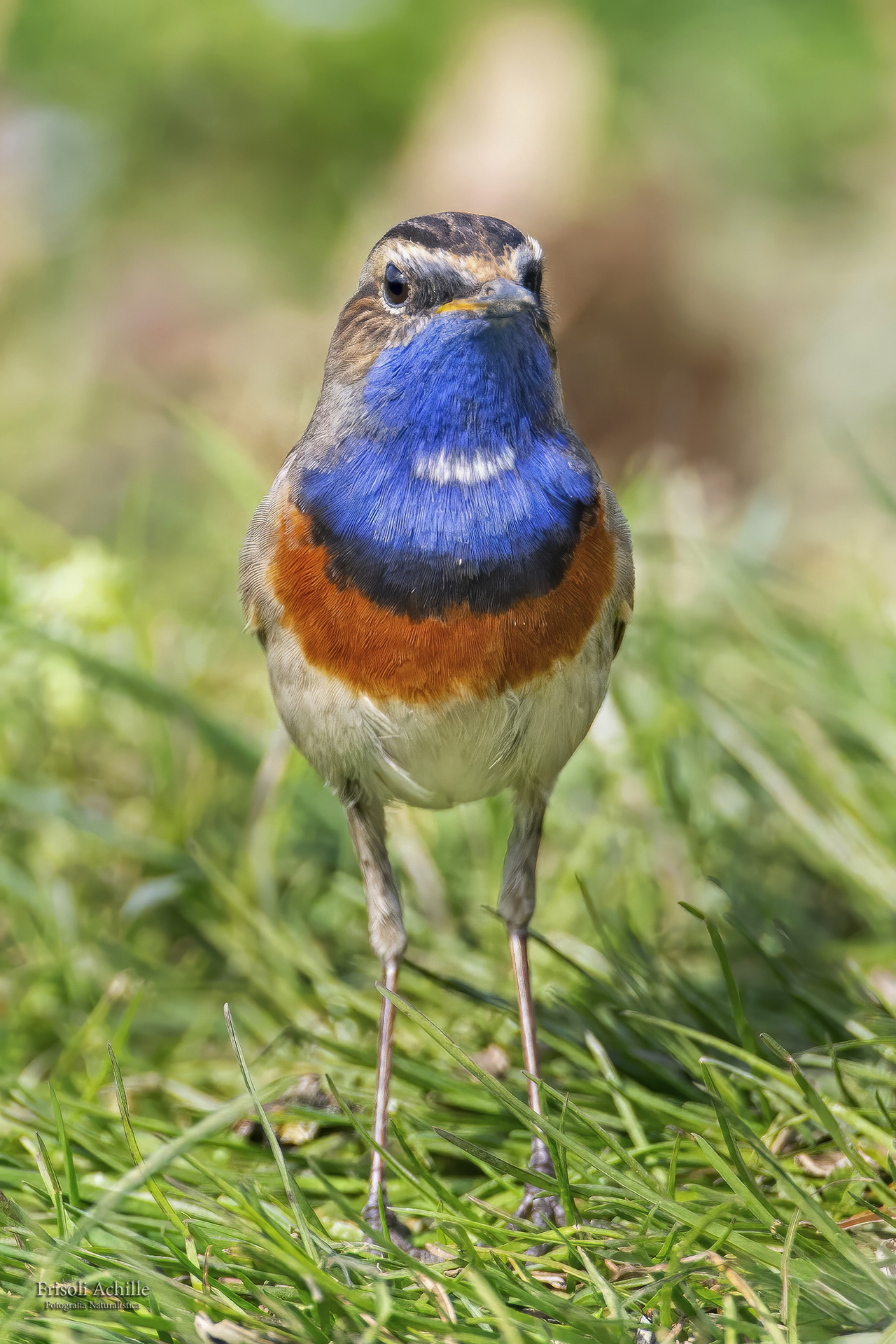 Bluethroat