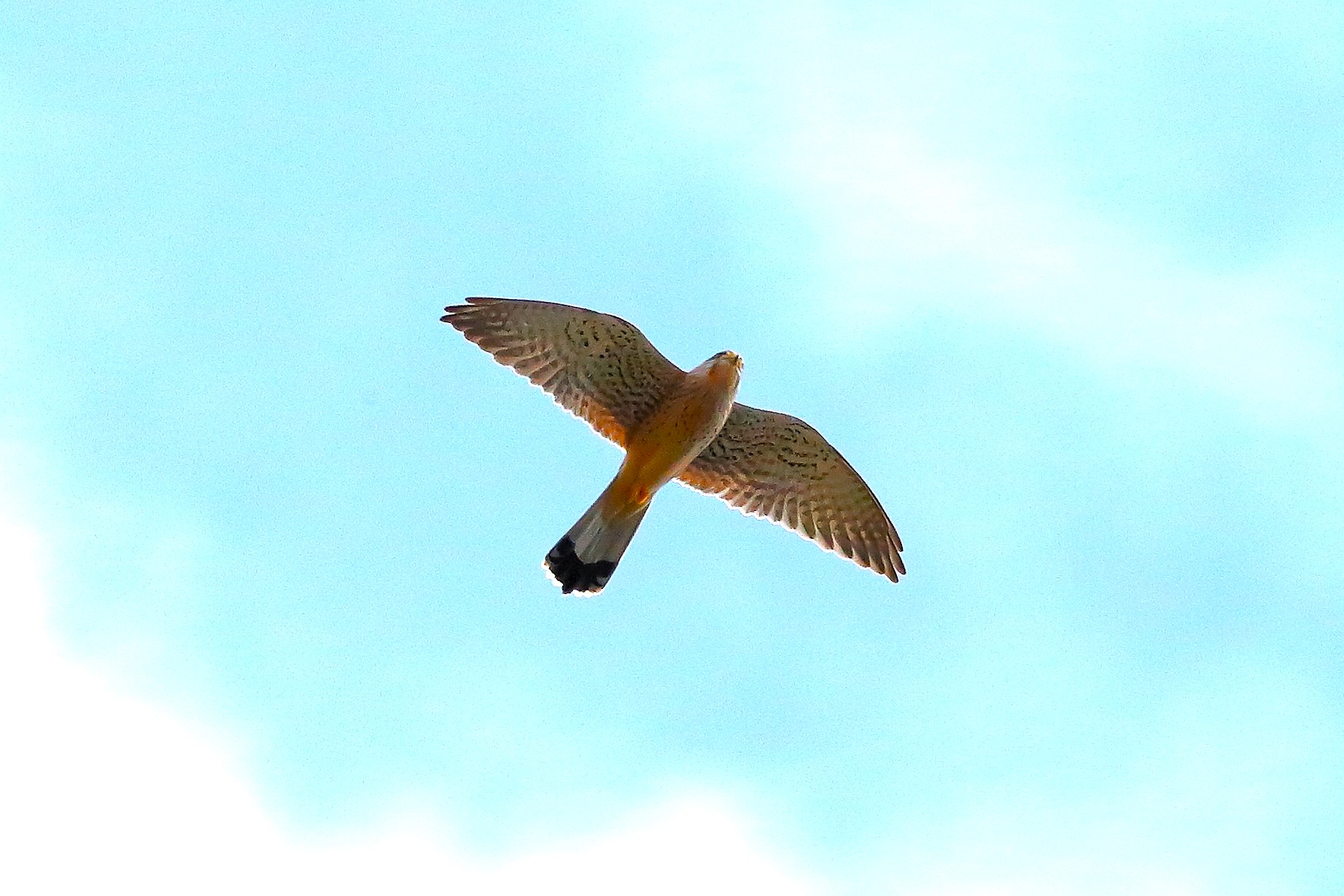 Kestrel March 2024 - 7250