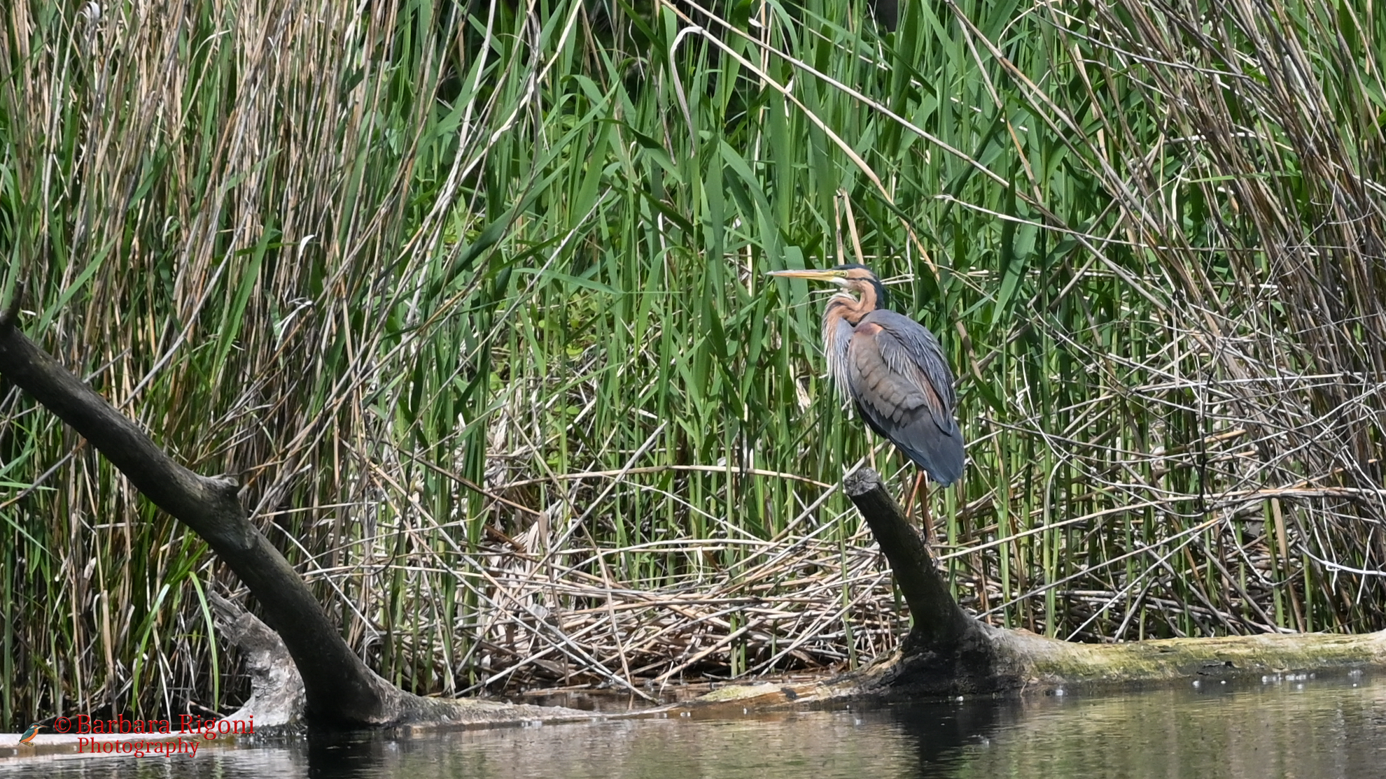 Purple heron in the swamp