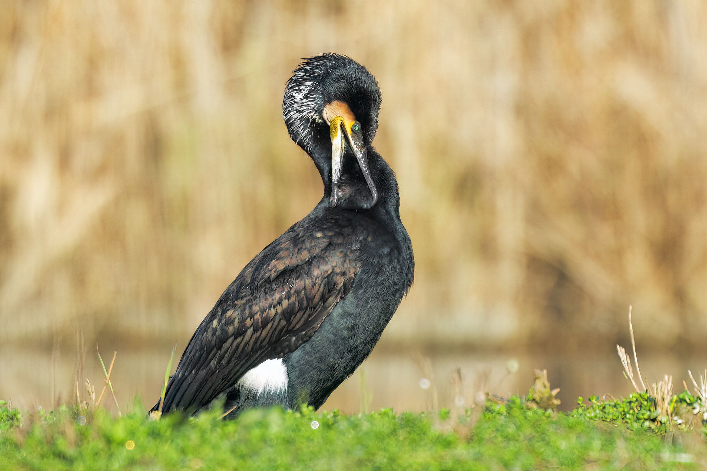 Cormorant°