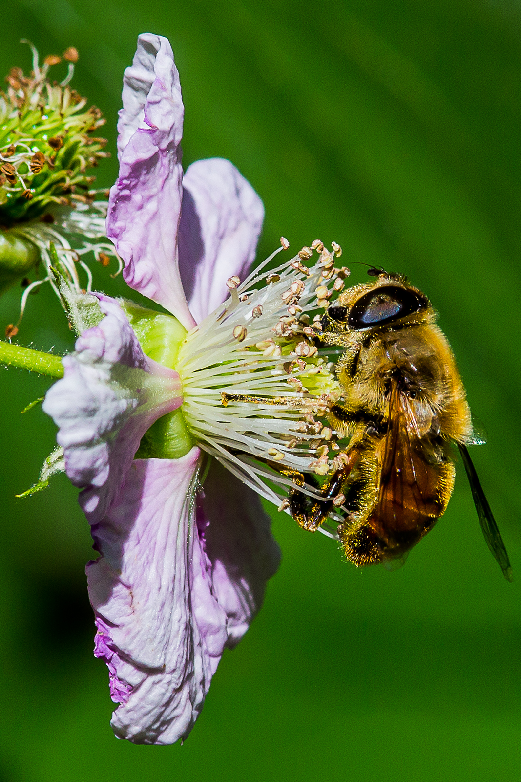 Bee at works on blackberry flower