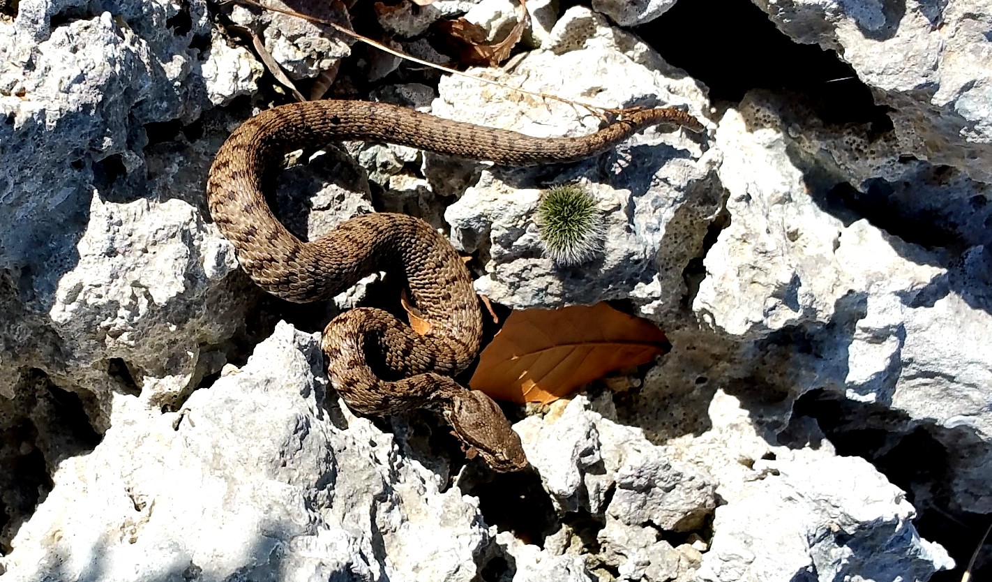 Viper Aspis francisciredi