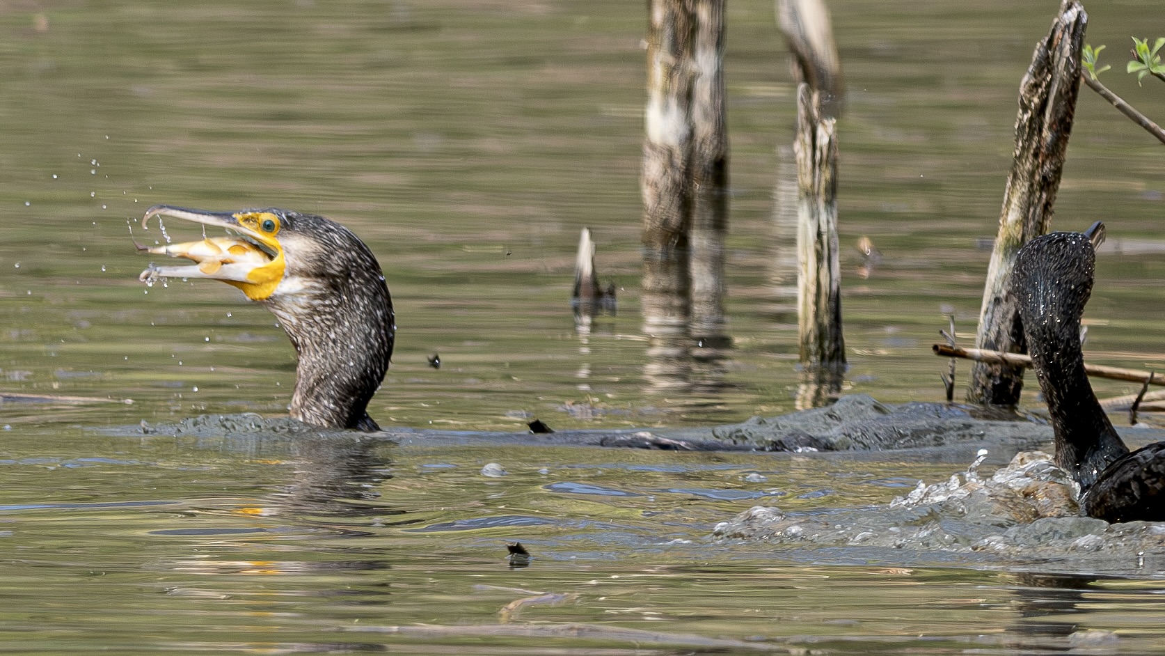 CORMORANT