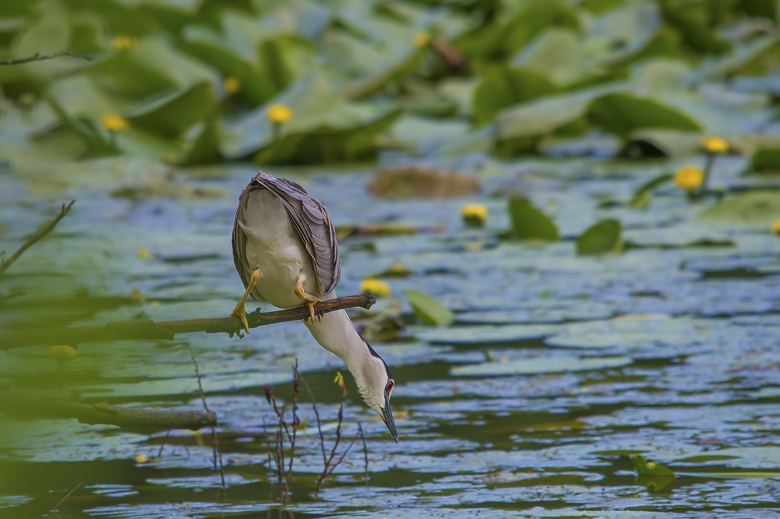 Night Heron hunting.