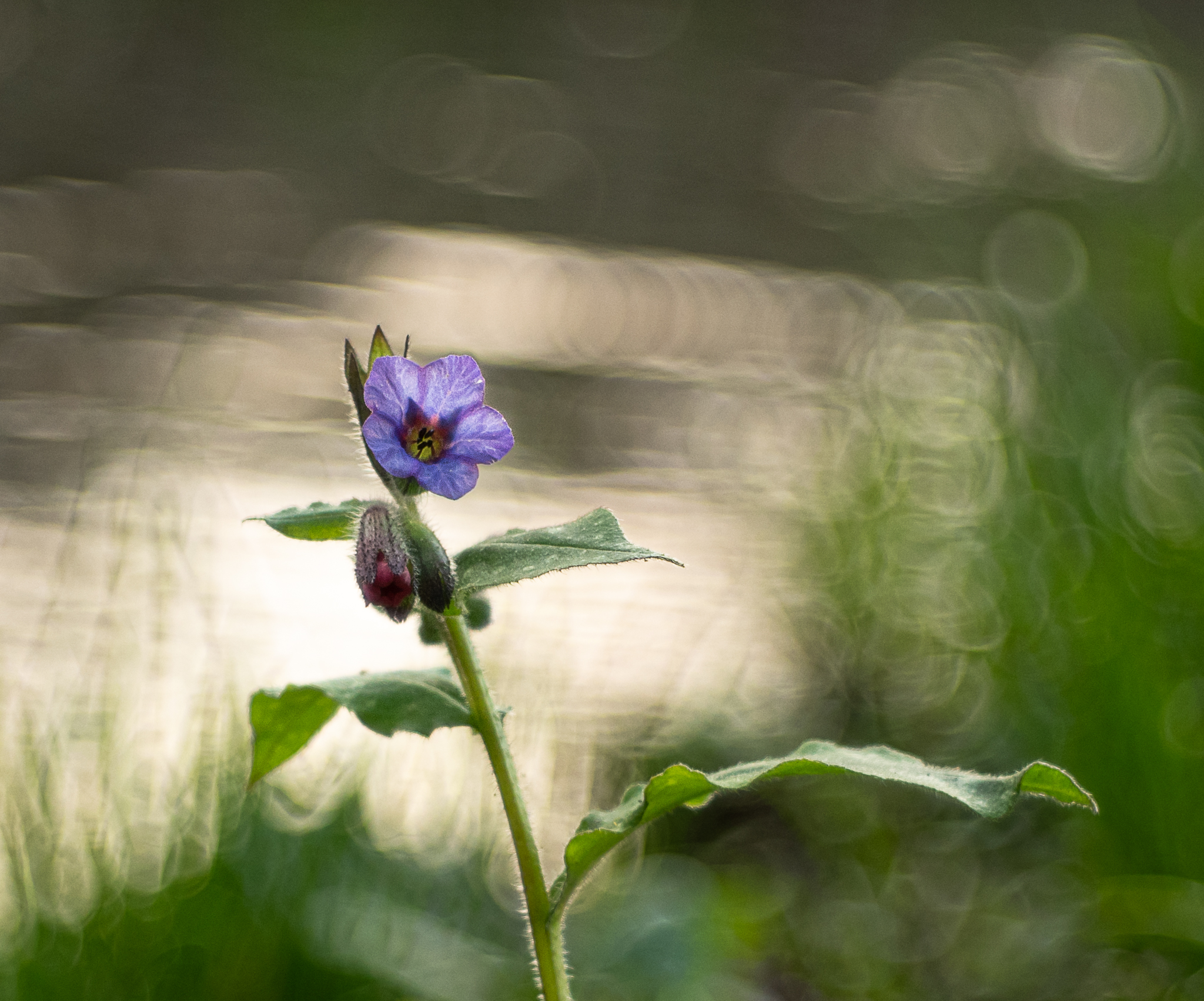 Little flower on the river