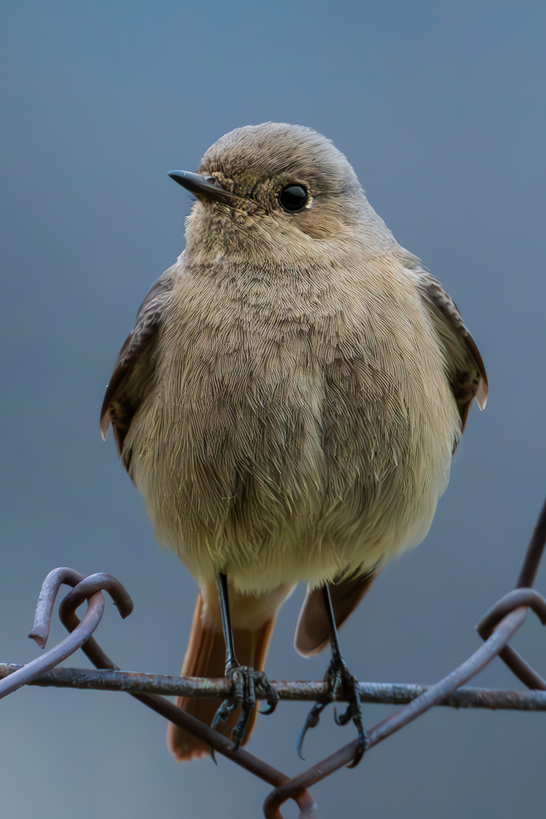 Codirosso spazzacamino