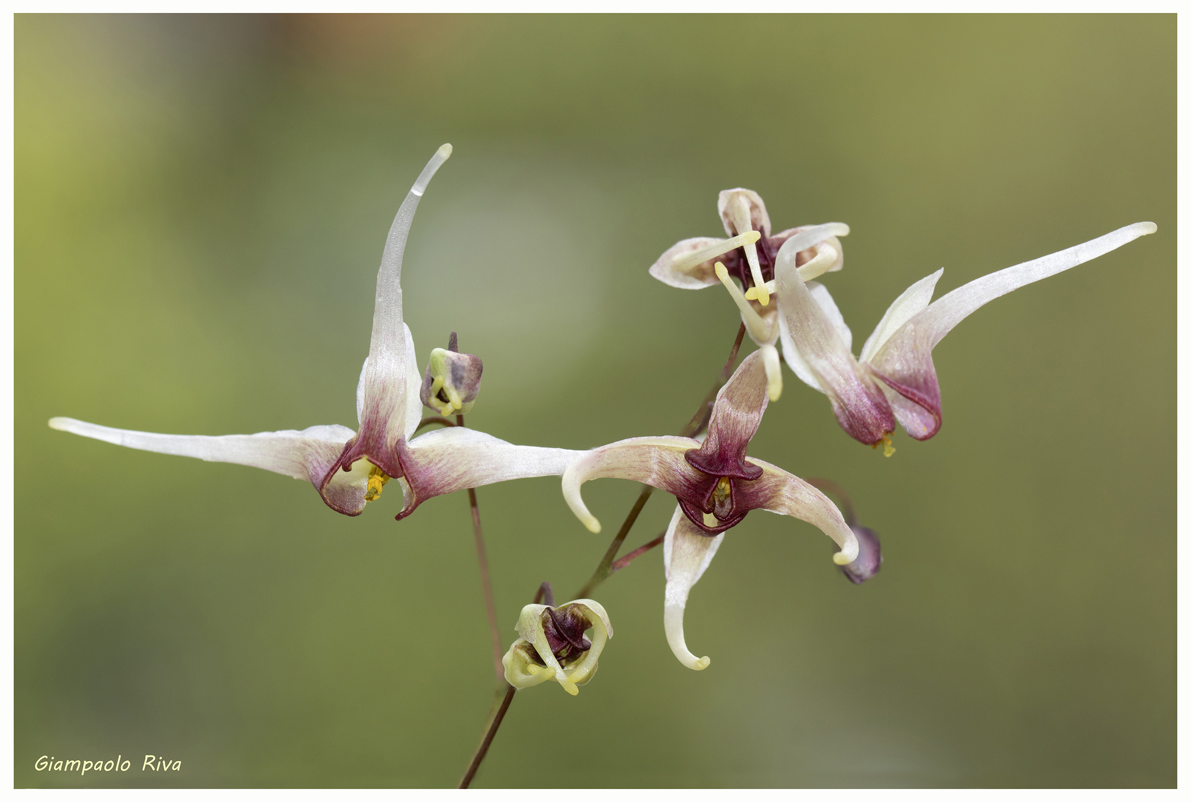 Epimedium