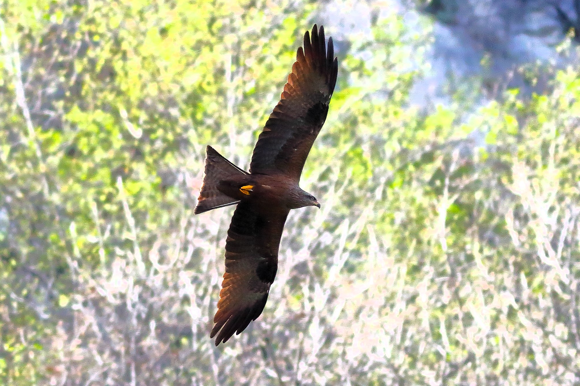 Black Kite March 2024 - 7452