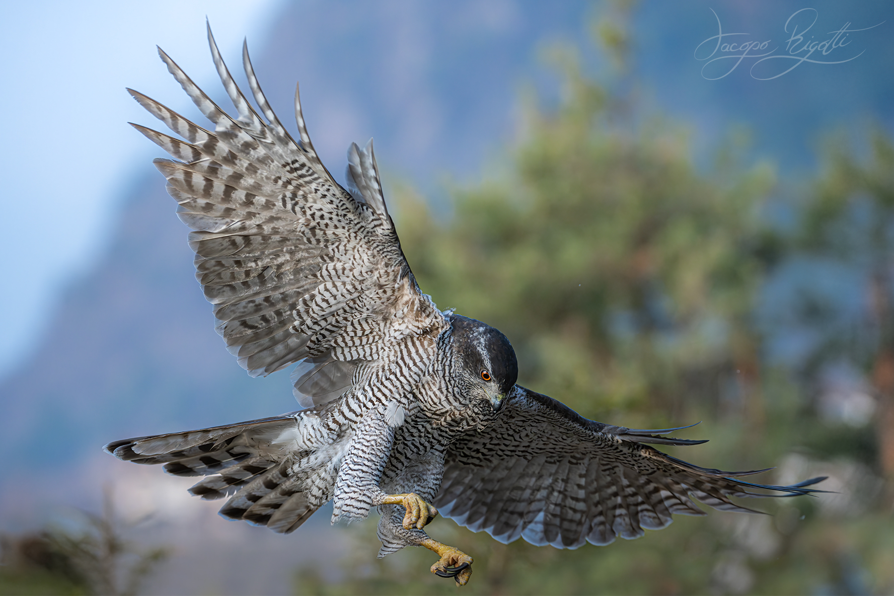 The Sparrow's Attack