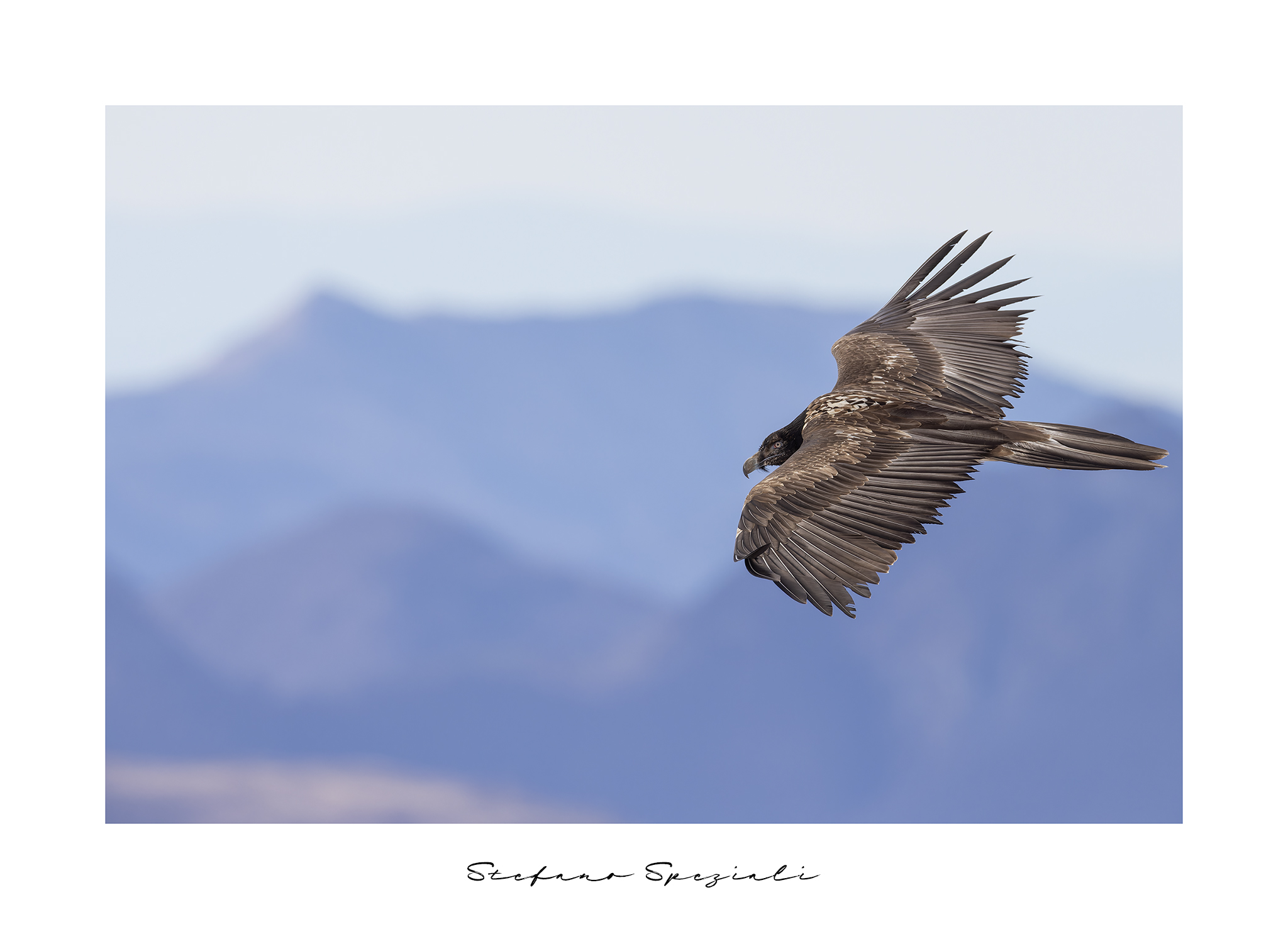 Bearded vulture - Gypaetus barbatus