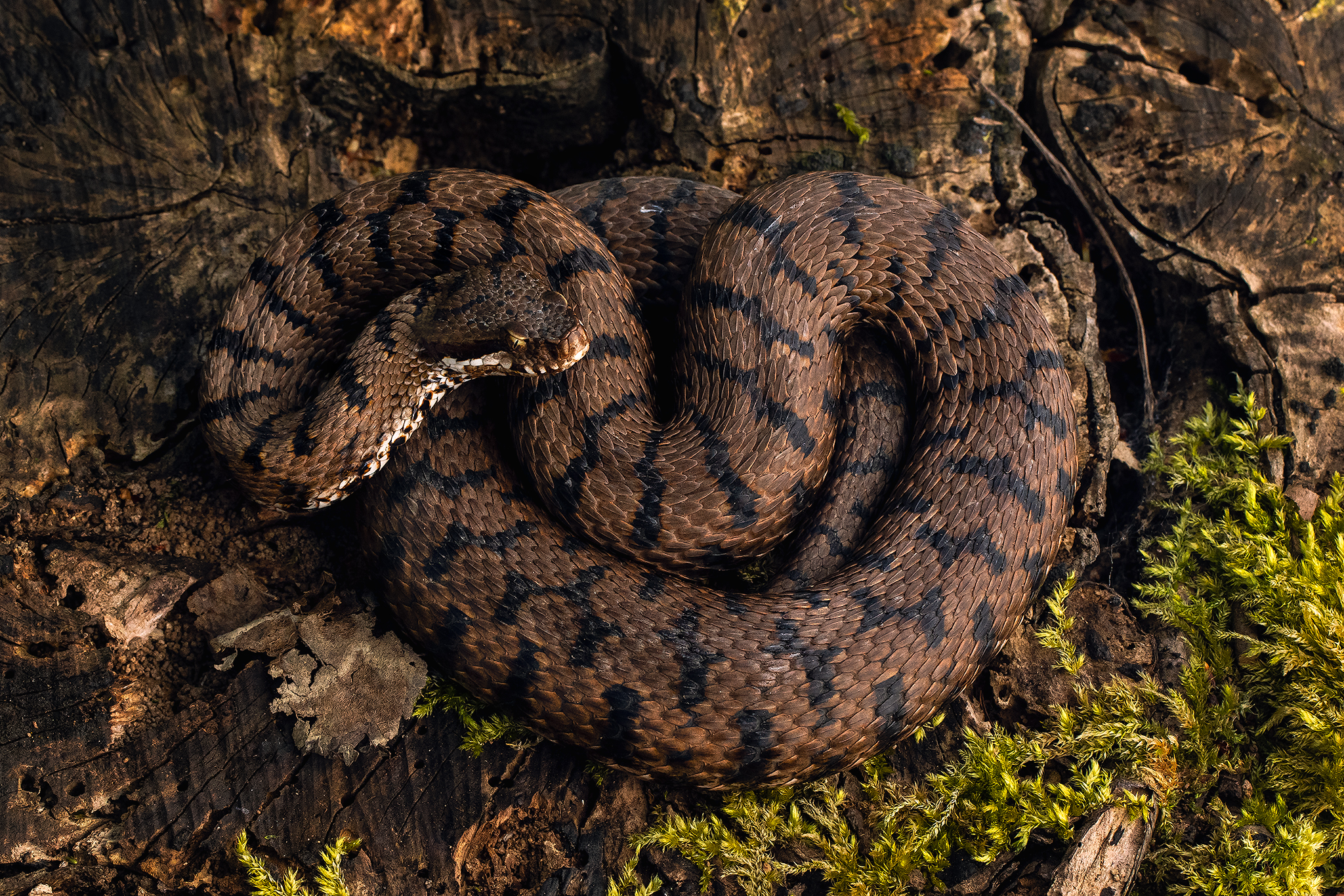 Vipera aspis francisciredi