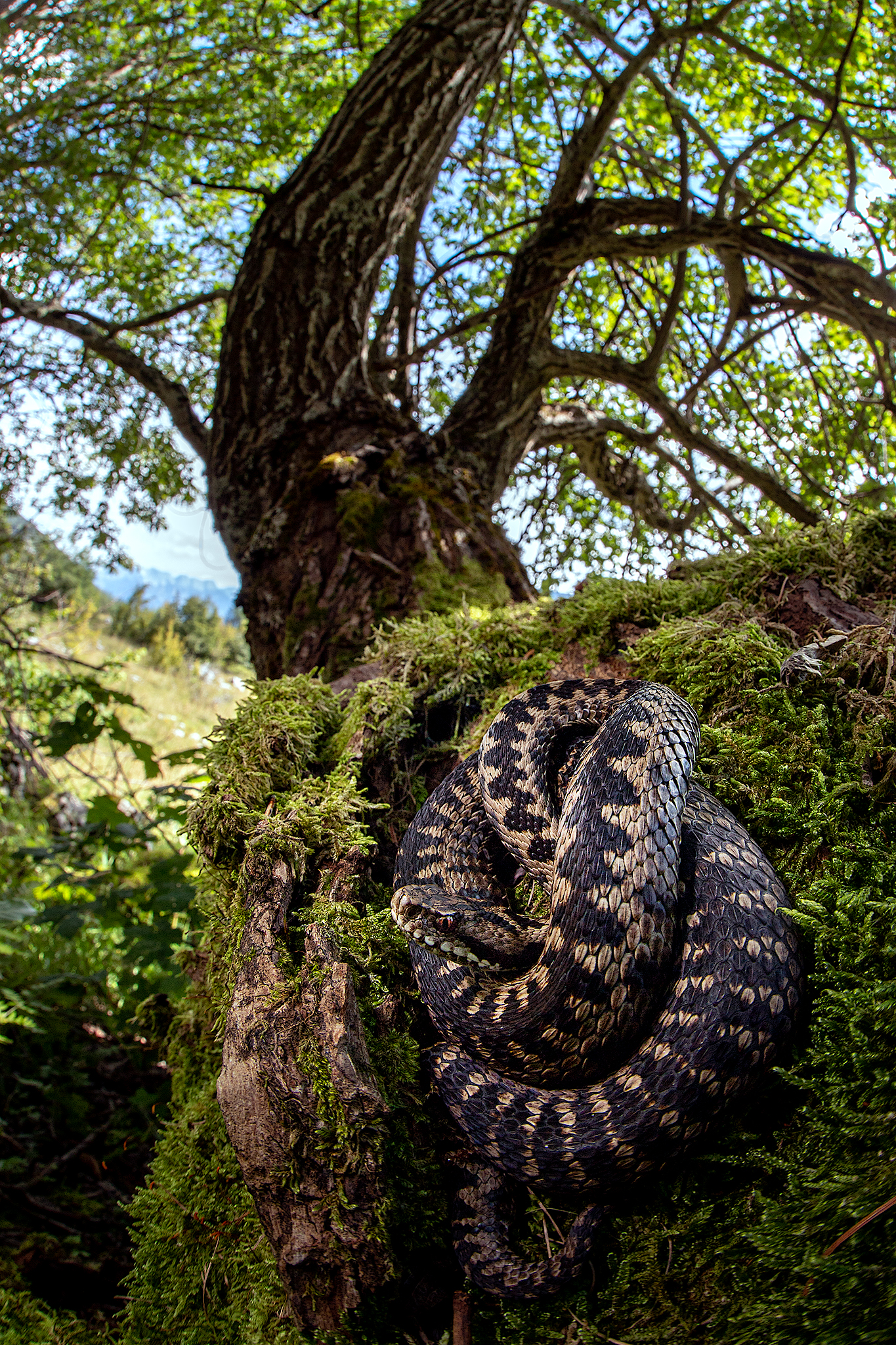 Vipera berus