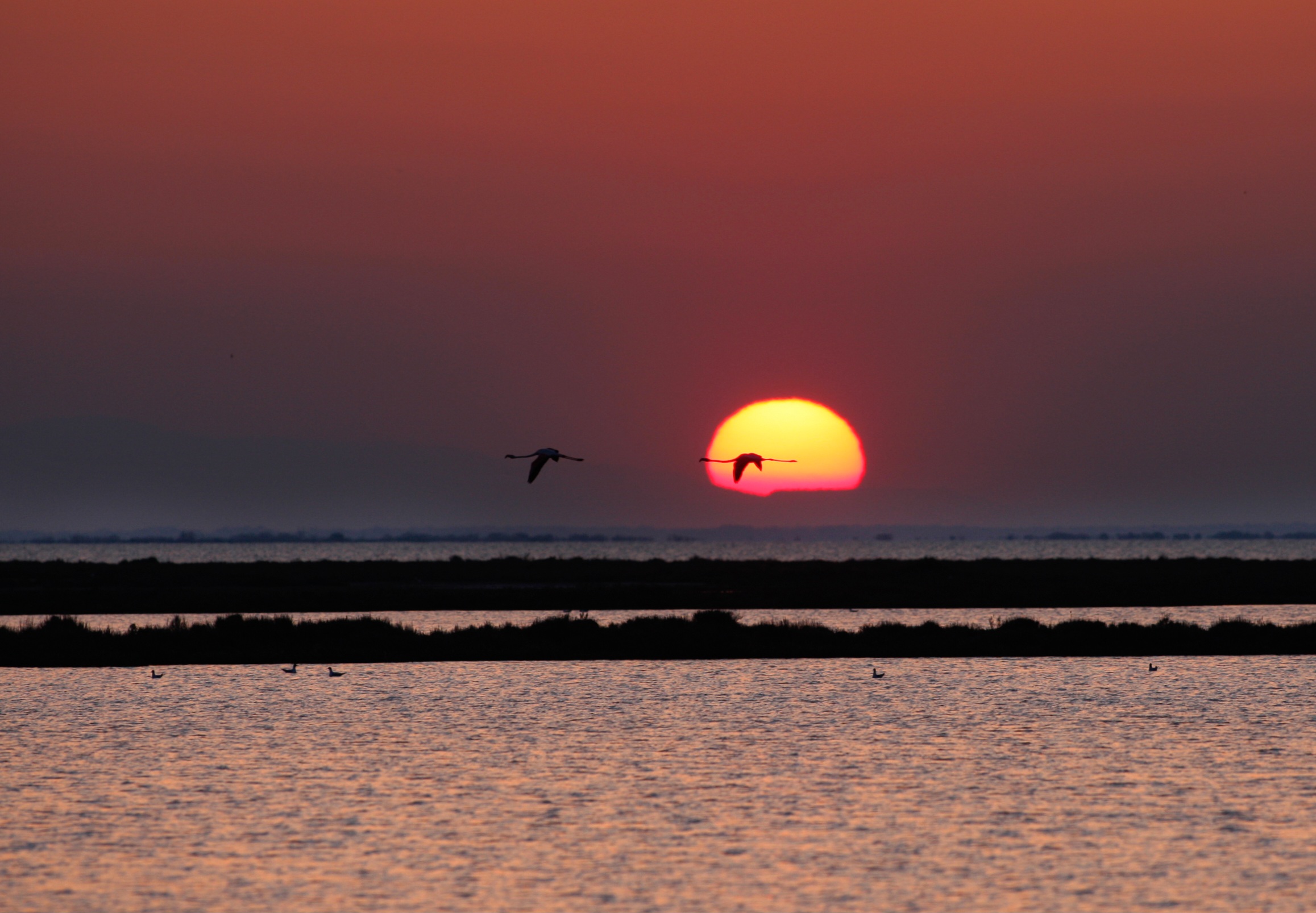 Alba in camargue