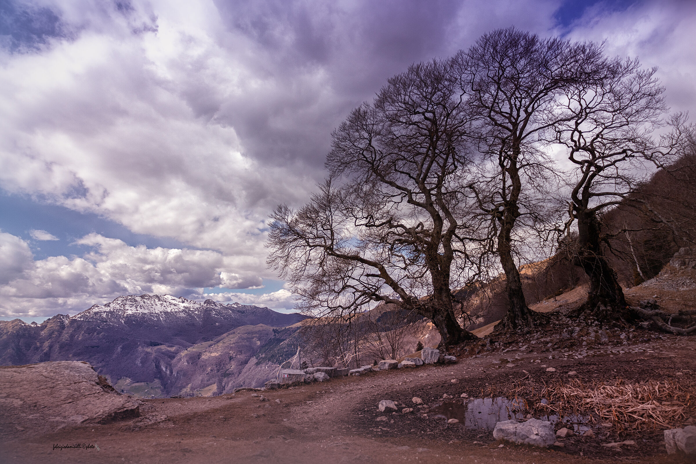 The Three Beech Trees