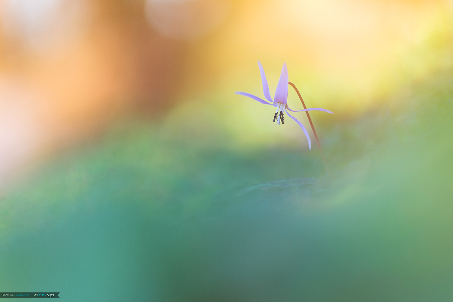 Erythronium dens-canis