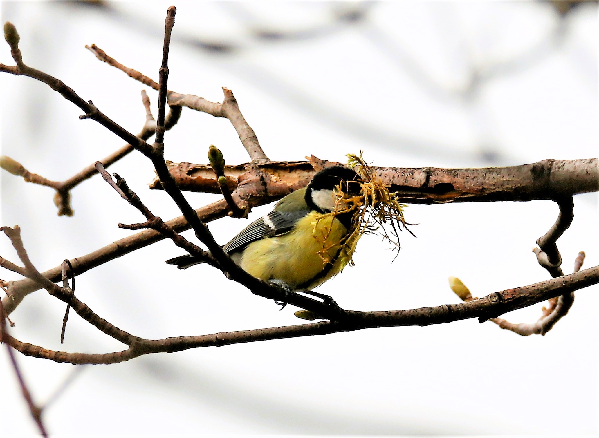 Great in Spring, Puts Up Home