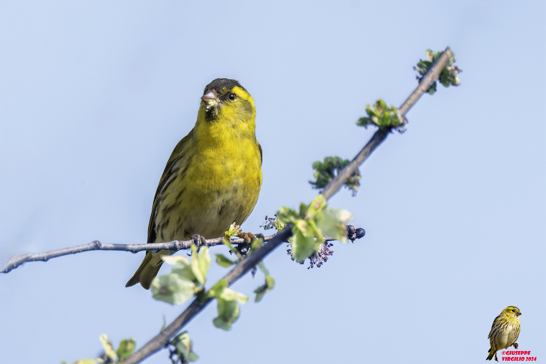 Lucherino or Lucarino (Sardinia) 2024