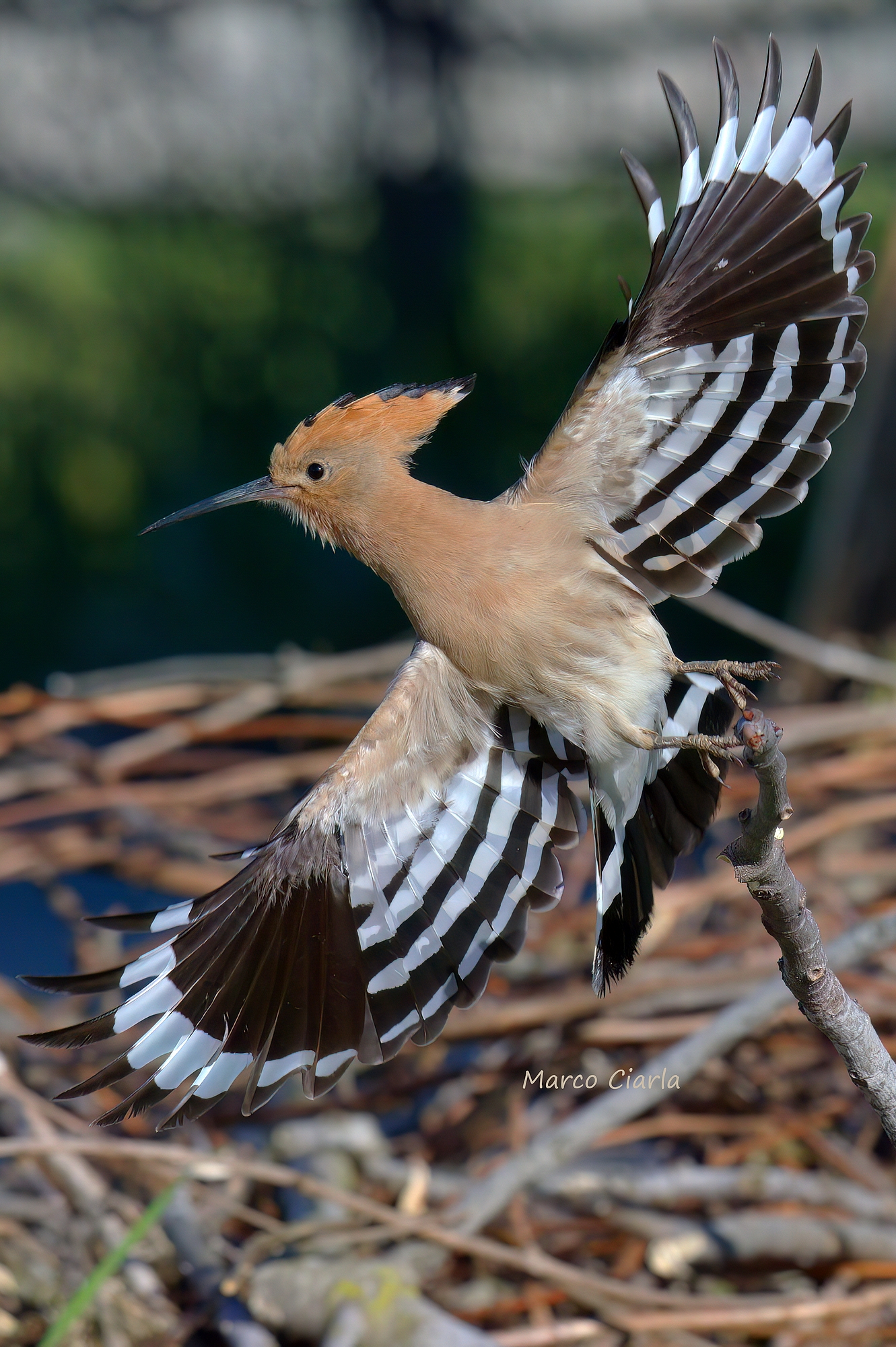 Hoopoe (Upupa epops)