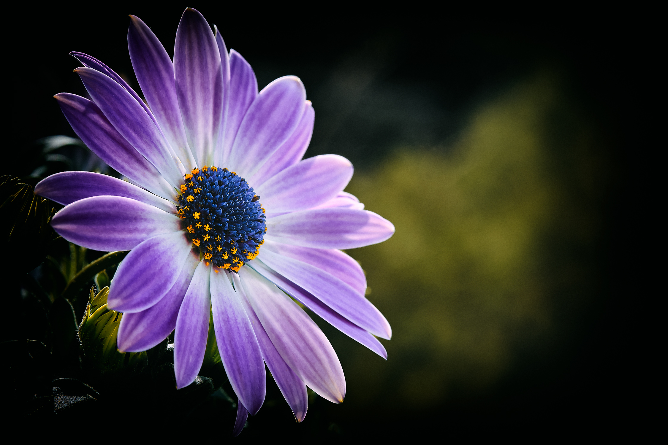 African daisy