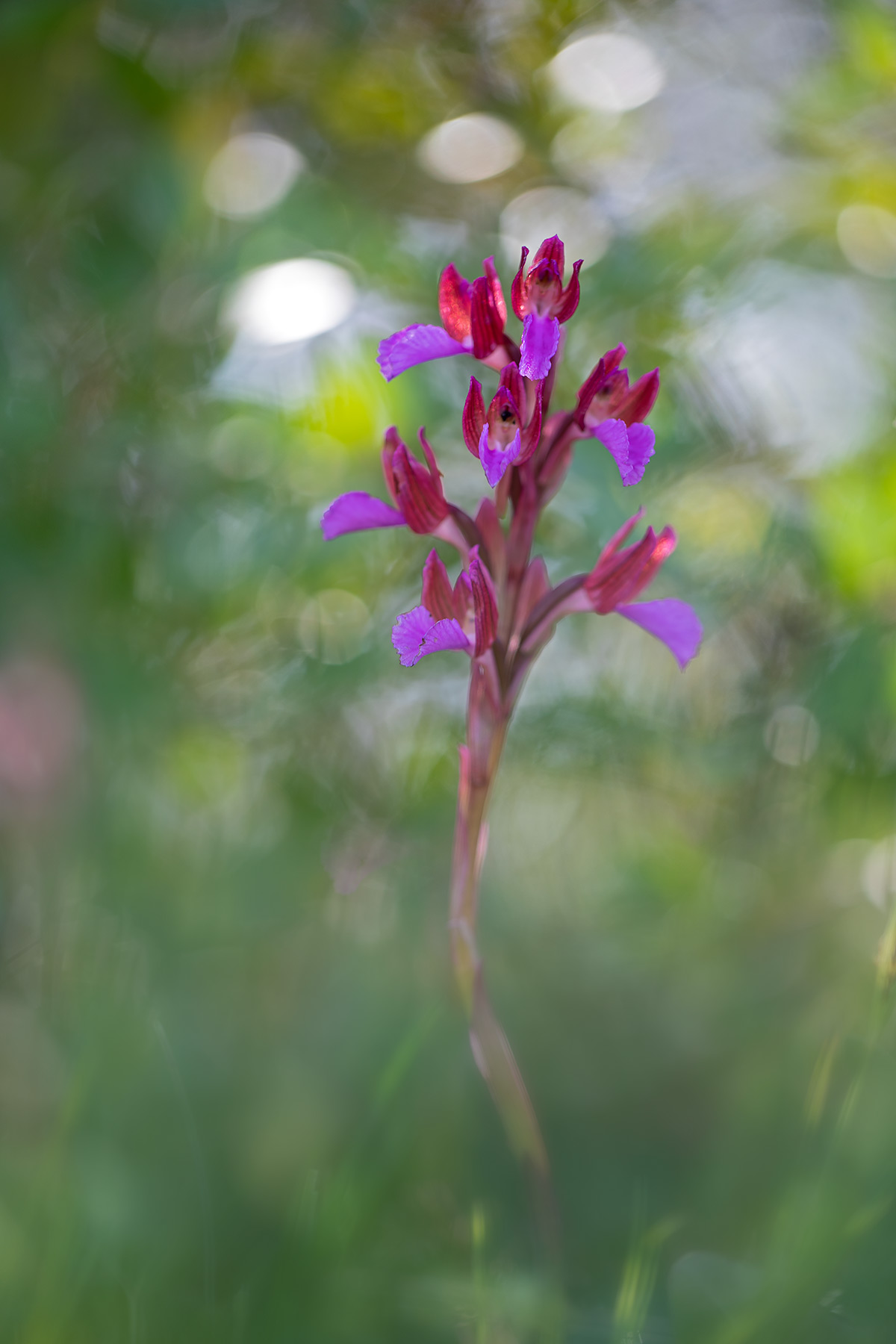 Anacamptis papillonacea