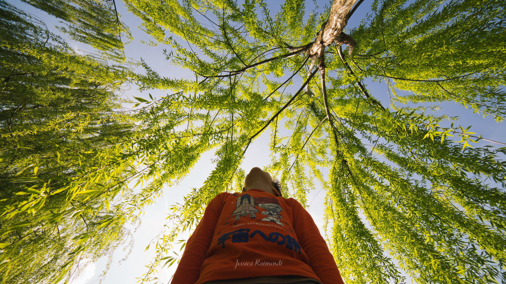 The weeping willow from a different point of view