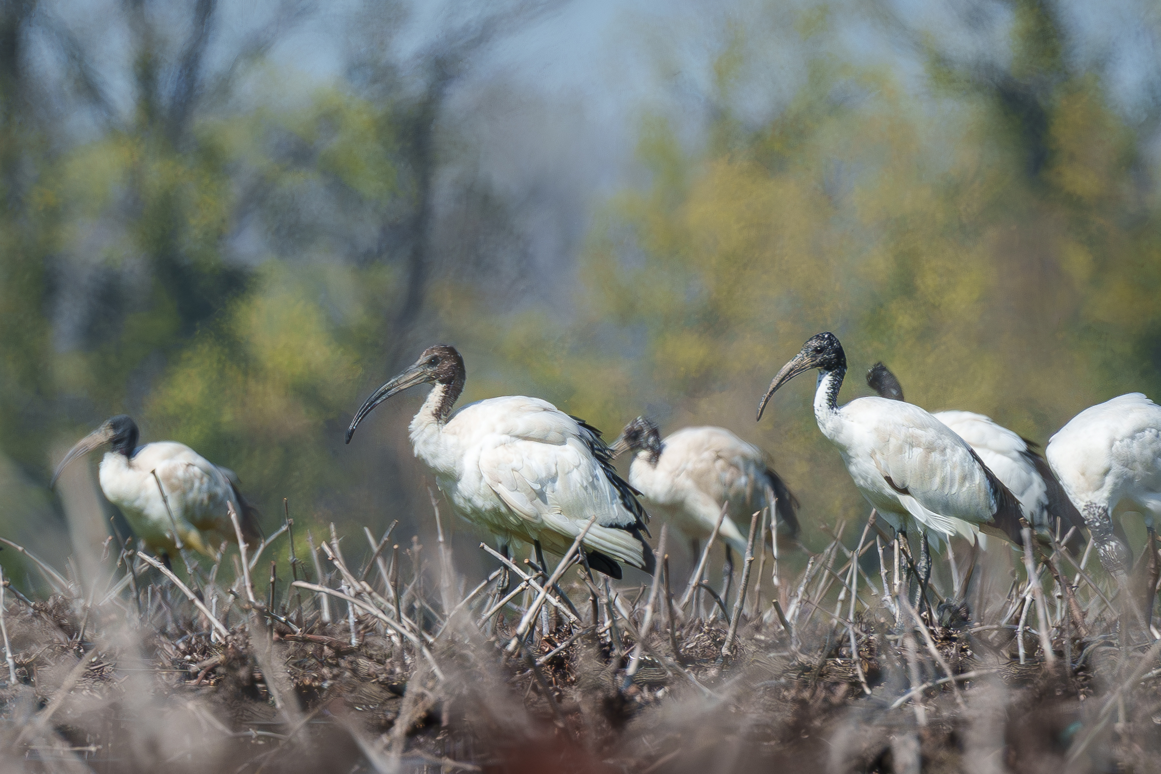 Ibis sacro tra i filari