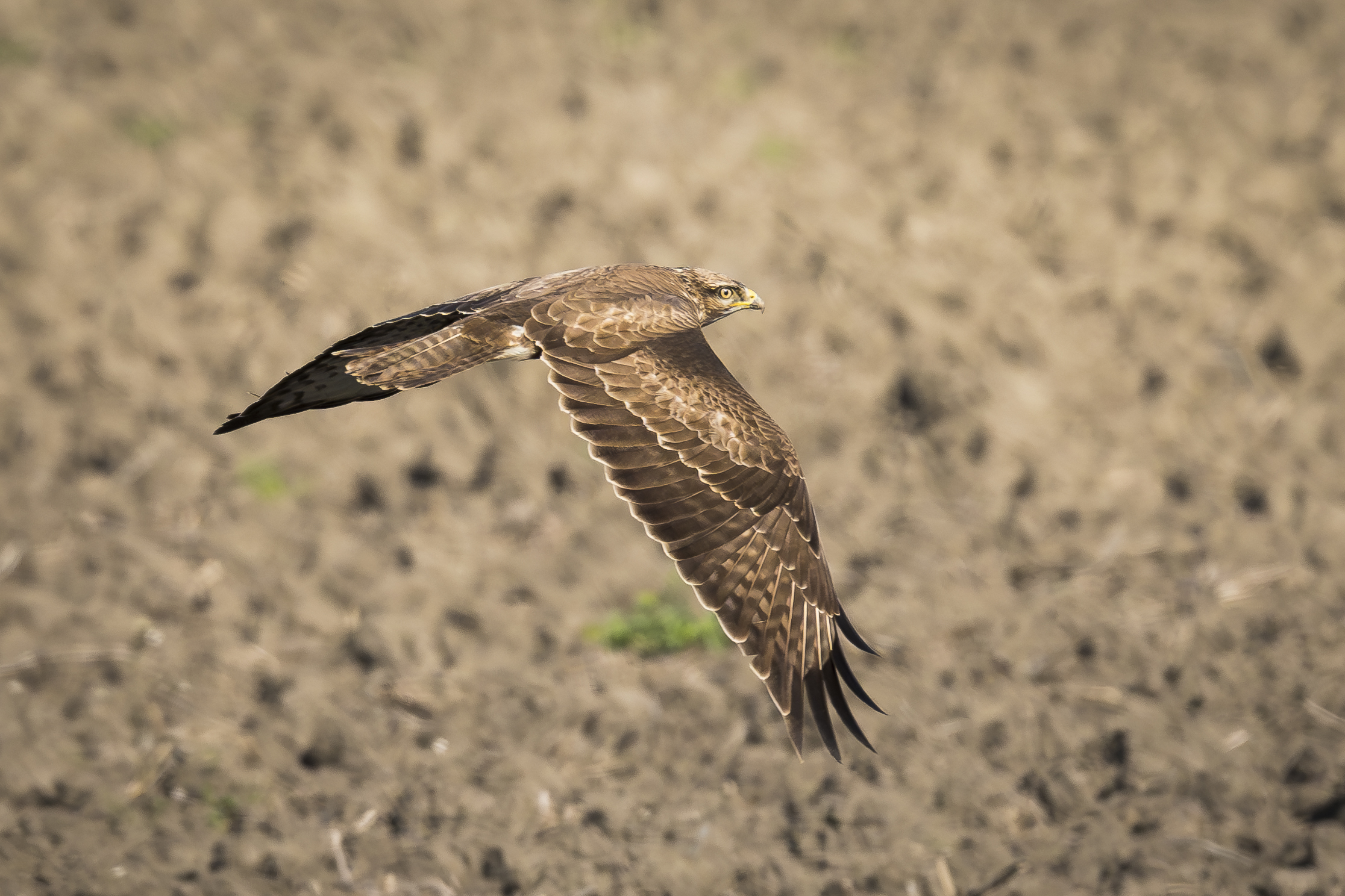 Poiana - scatto da auto