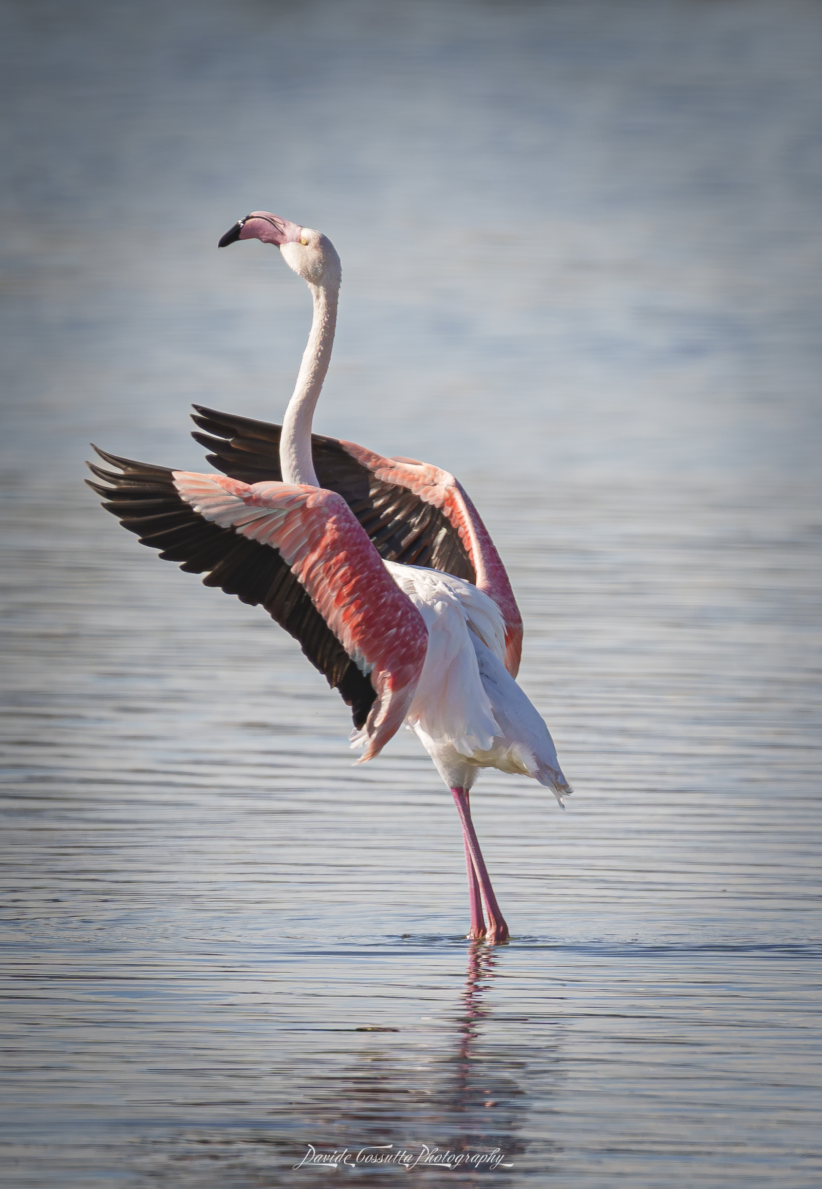 La danza del fenicottero