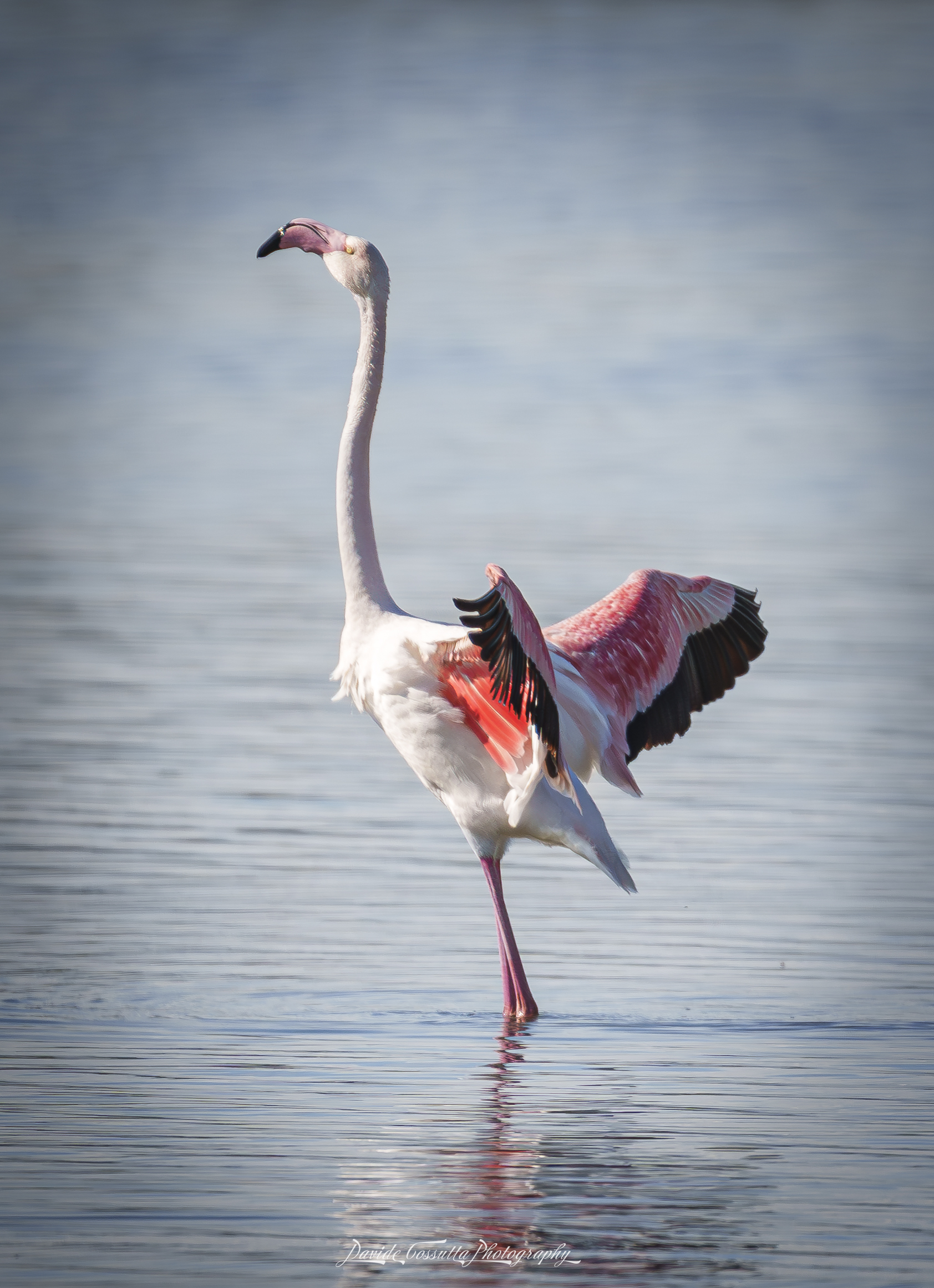 la danza del fenicottero