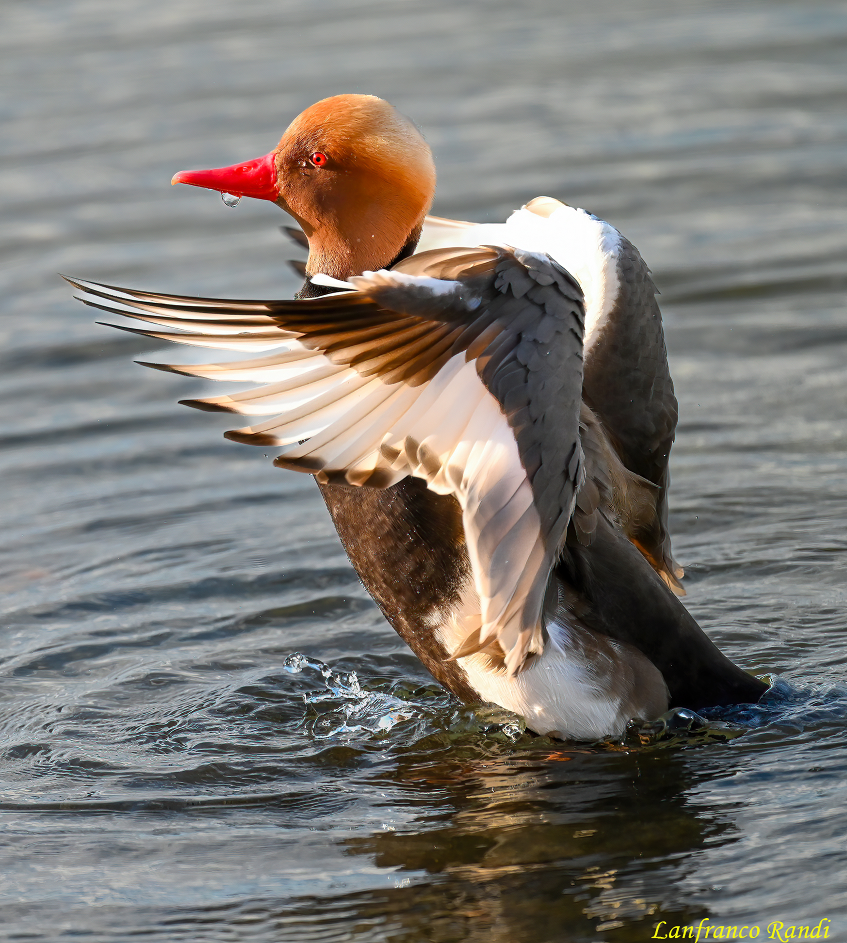 Red-crested pochard