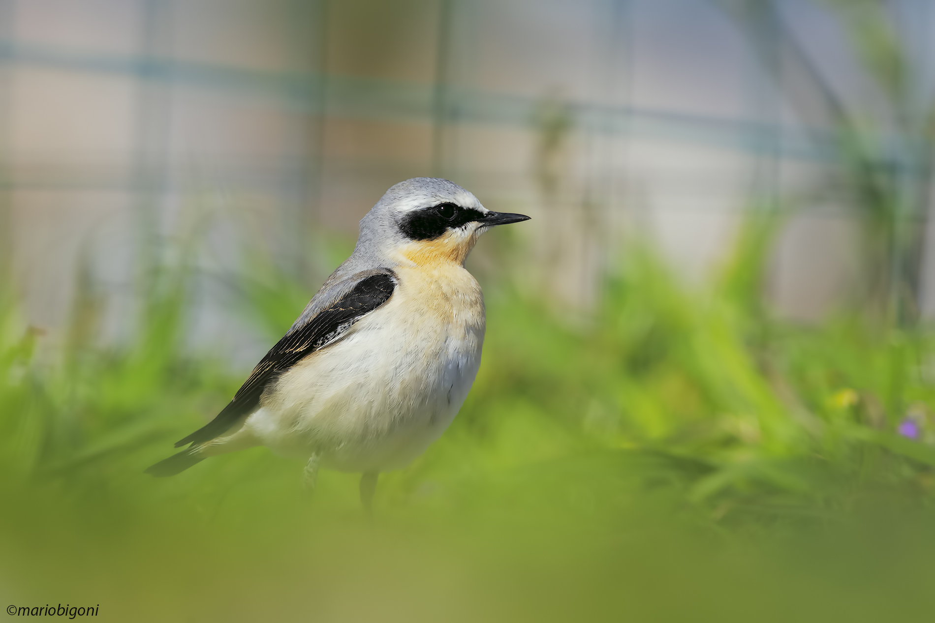 Northern wheatear