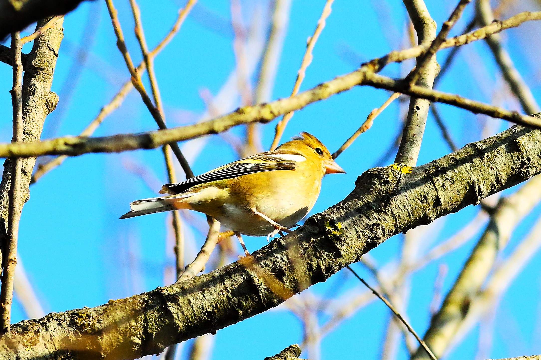 Chaffinch 23 January 2024 - 6177