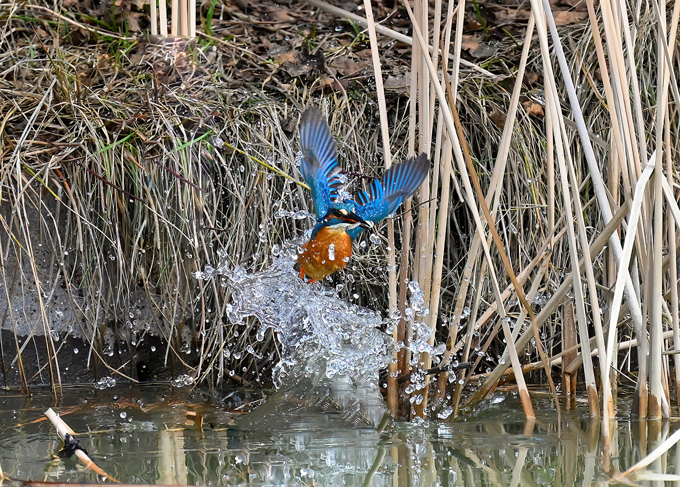 Kingfisher