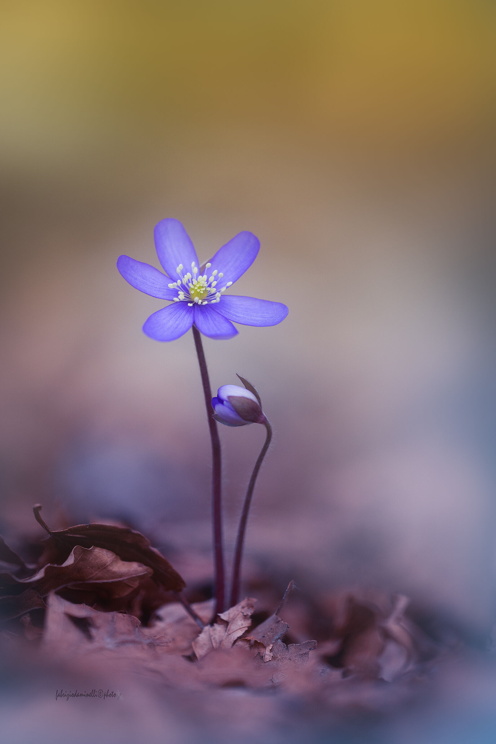 Hepatica nobilis