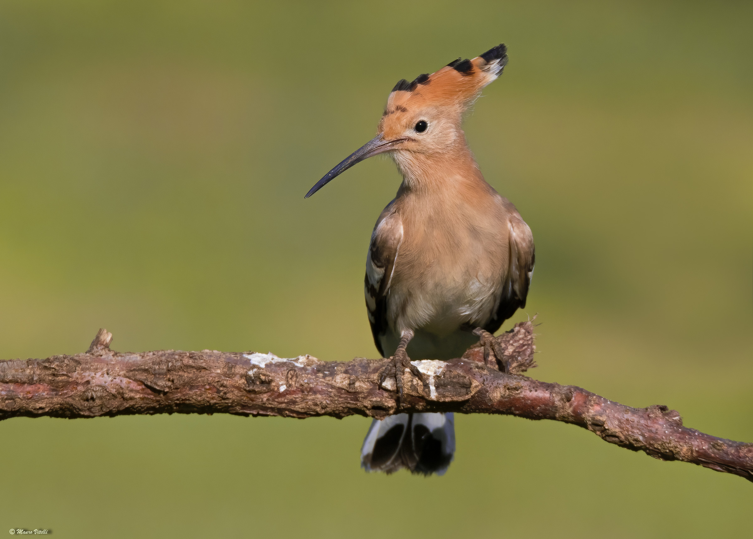 Hoopoe (Upupa epops)