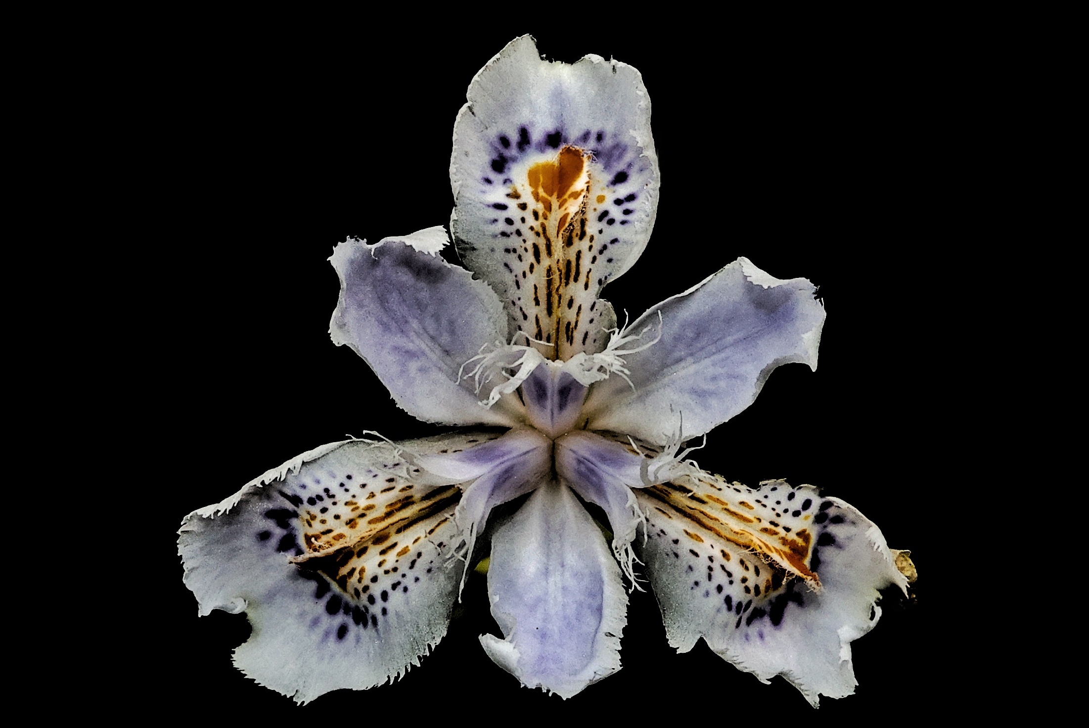 Iris japonica