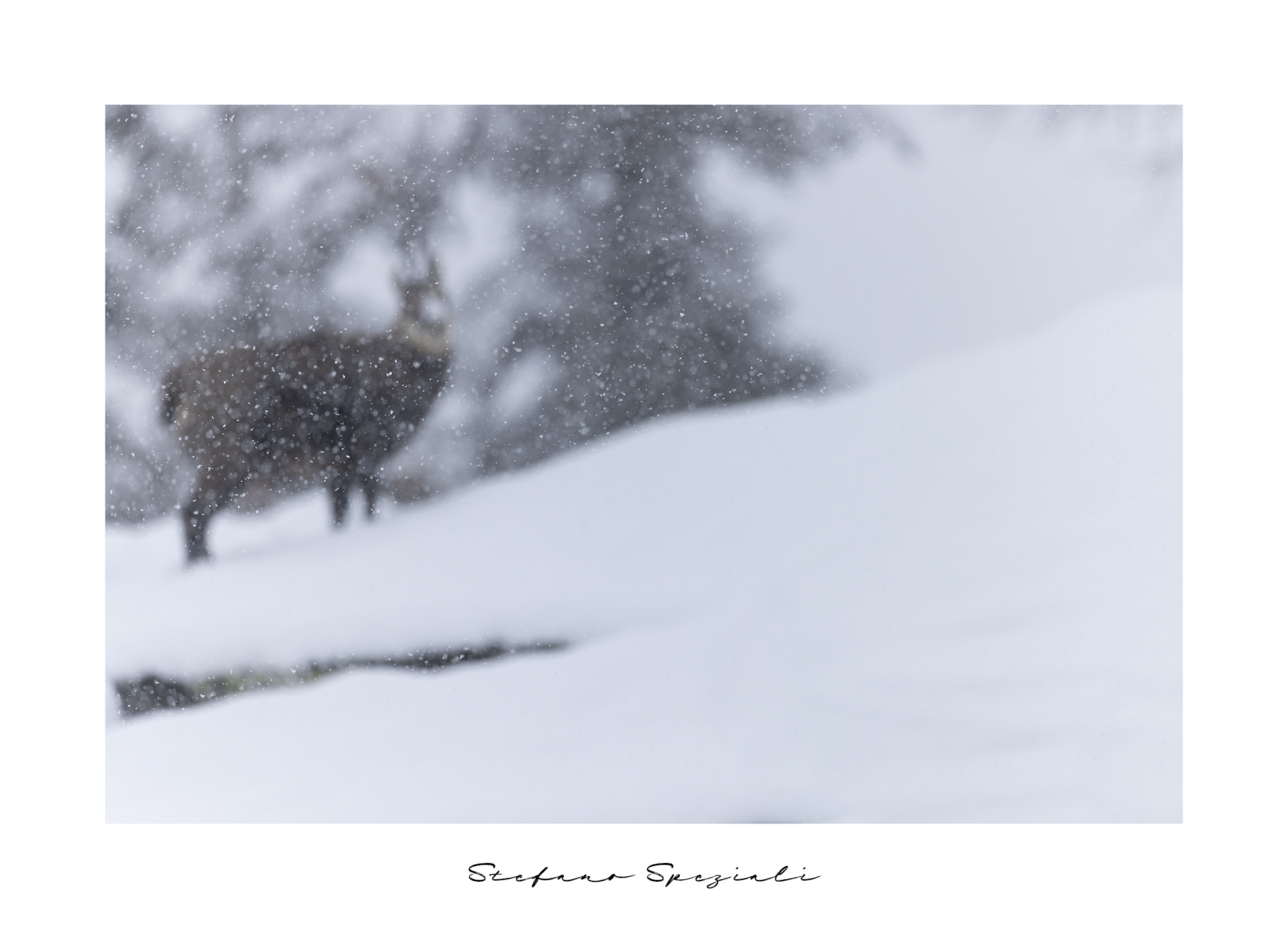 Camoscio - Rupicapra rupicapra