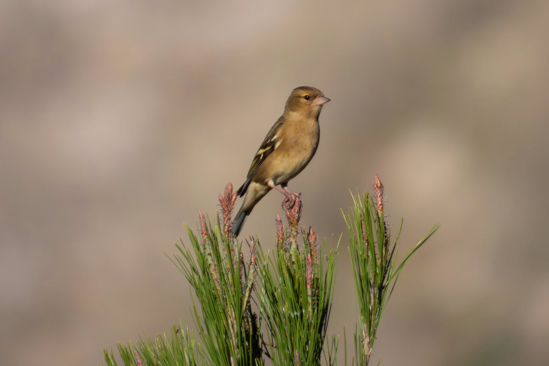 Fringuello in attesa