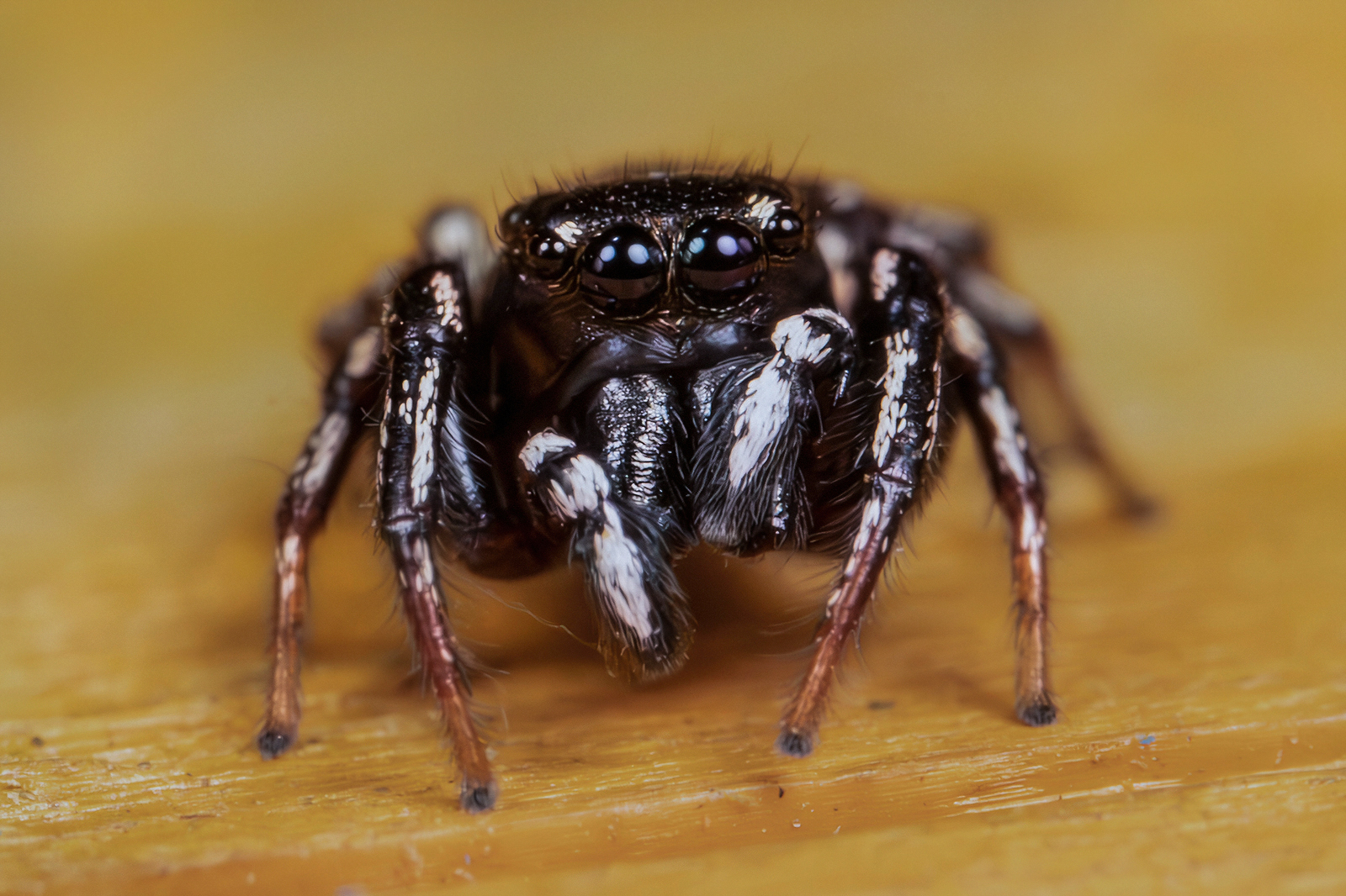 Male Heliophanus apiatus