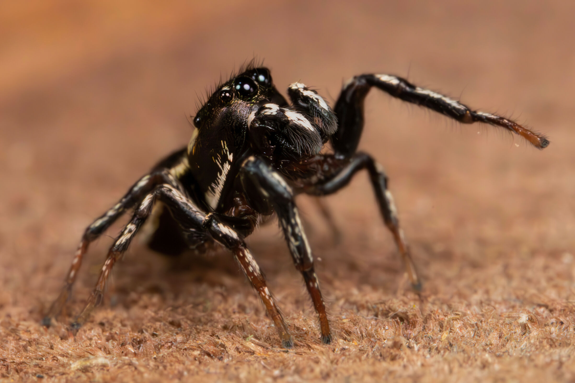 Male Heliophanus apiatus