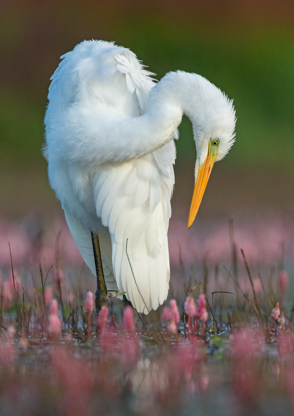 Egretta alba