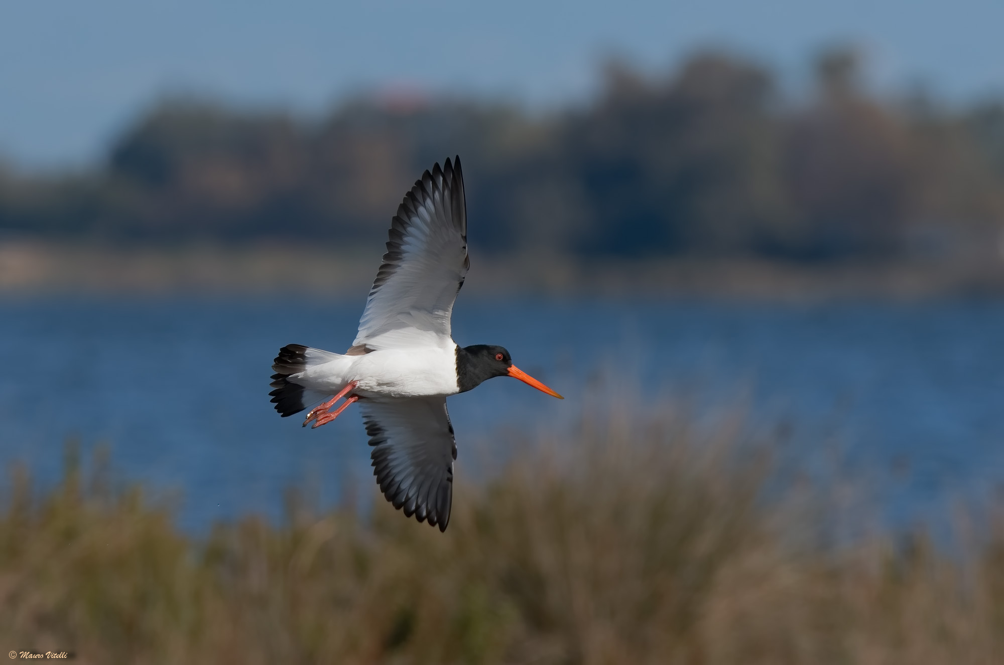 Oystercatcher (Haematopus ostralegus)