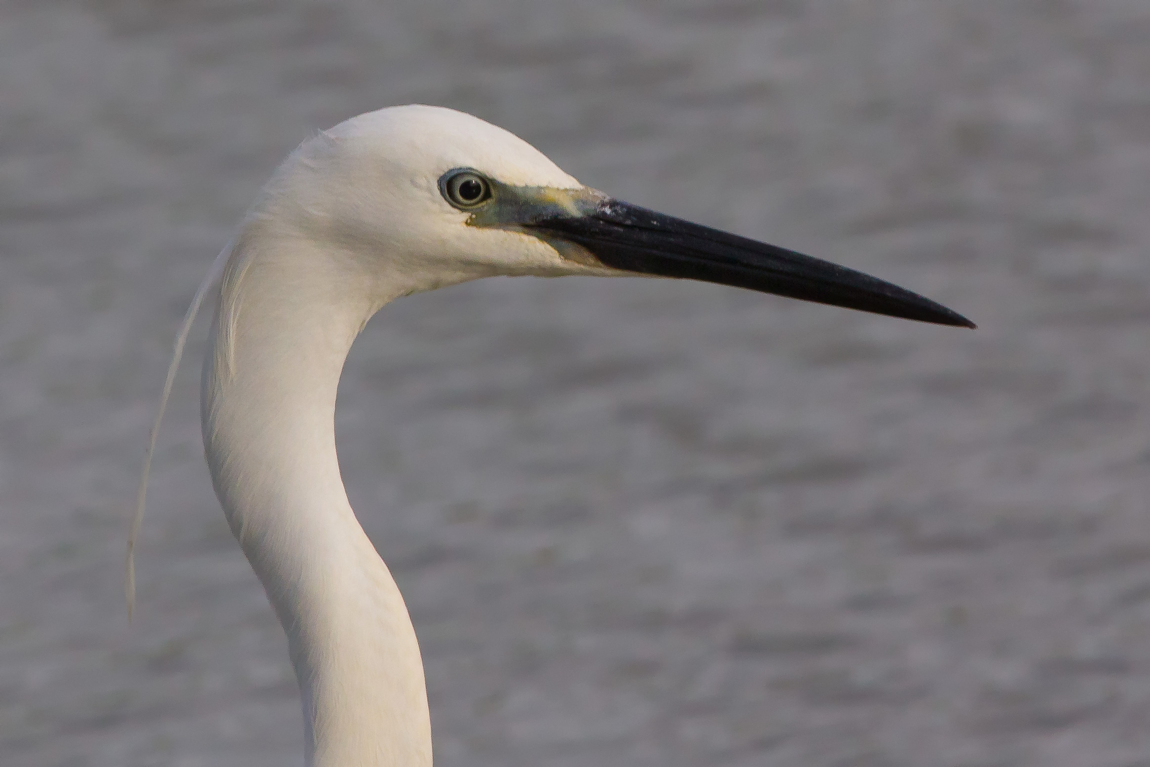 ritratto di gazzella