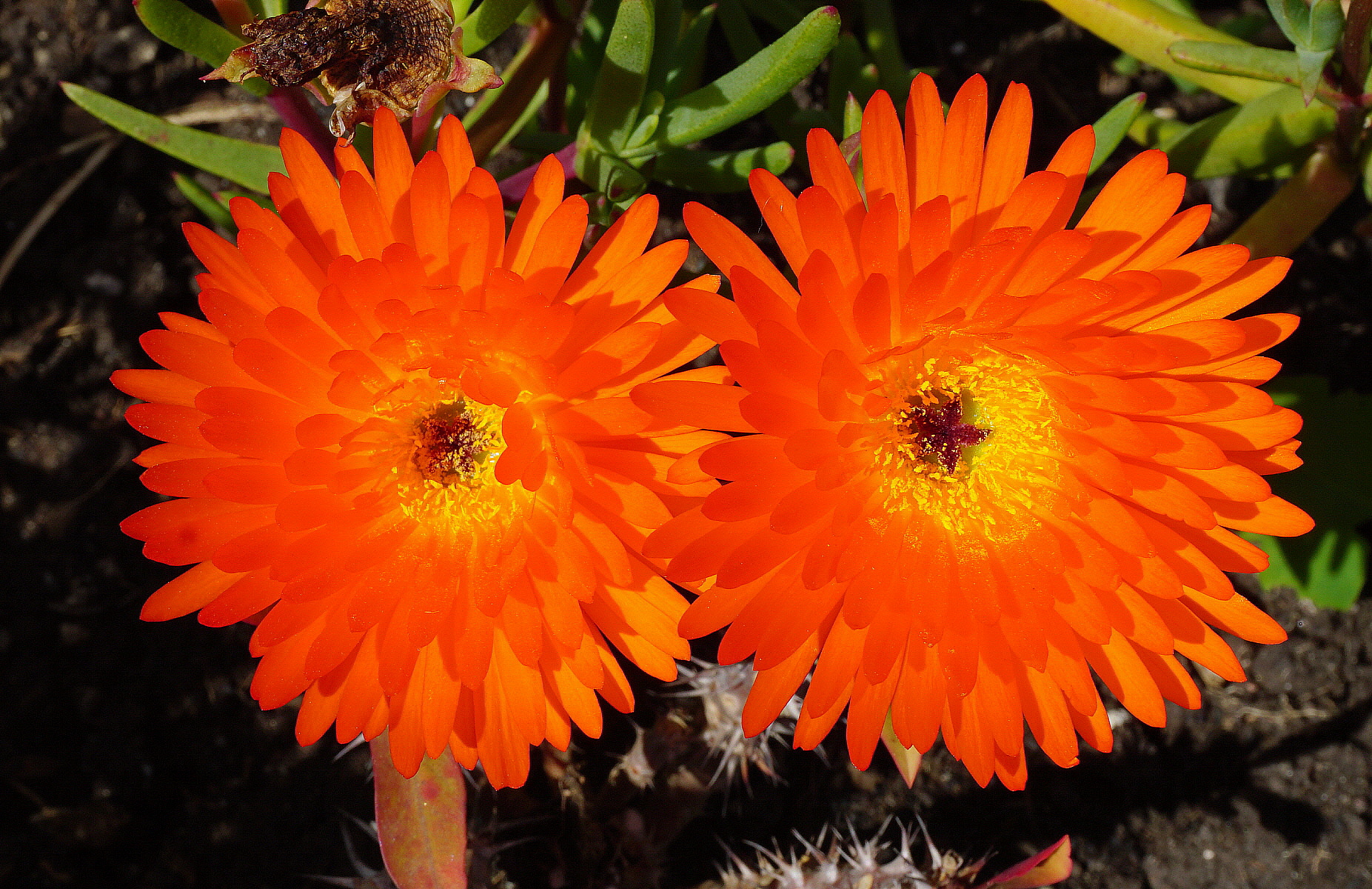 Una coppietta appariscente!