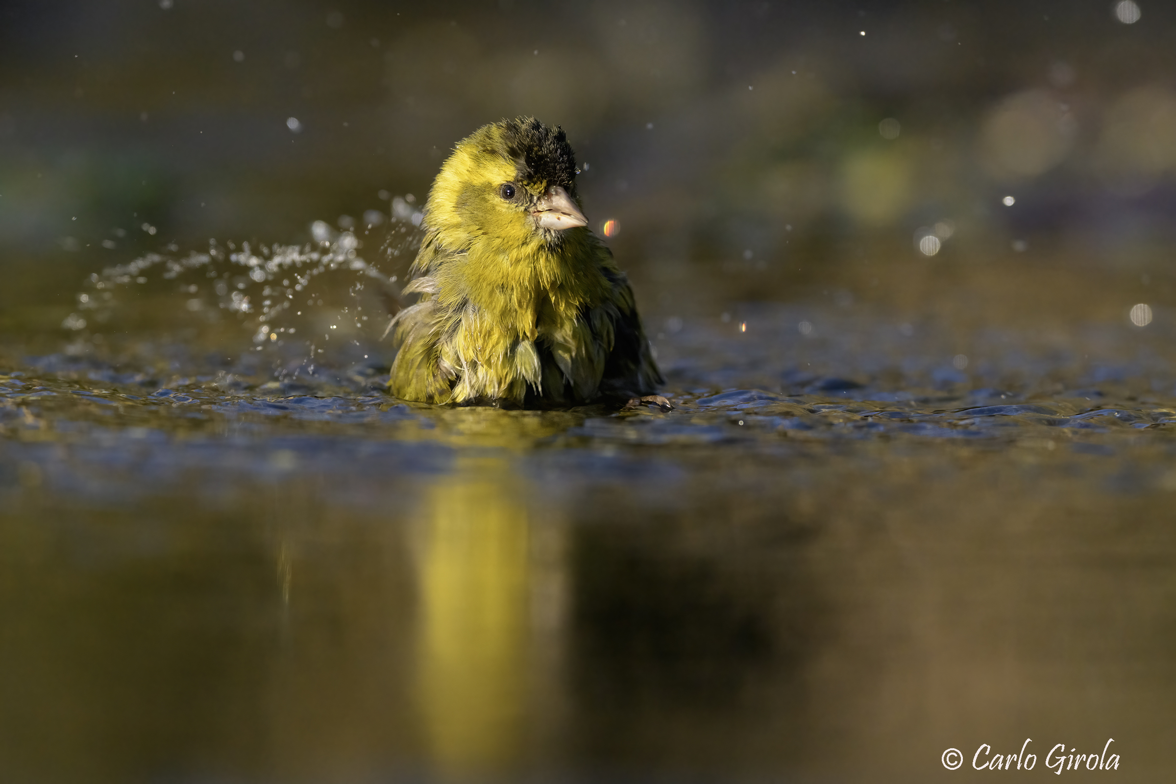 Lucherino (Carduelis spinus)