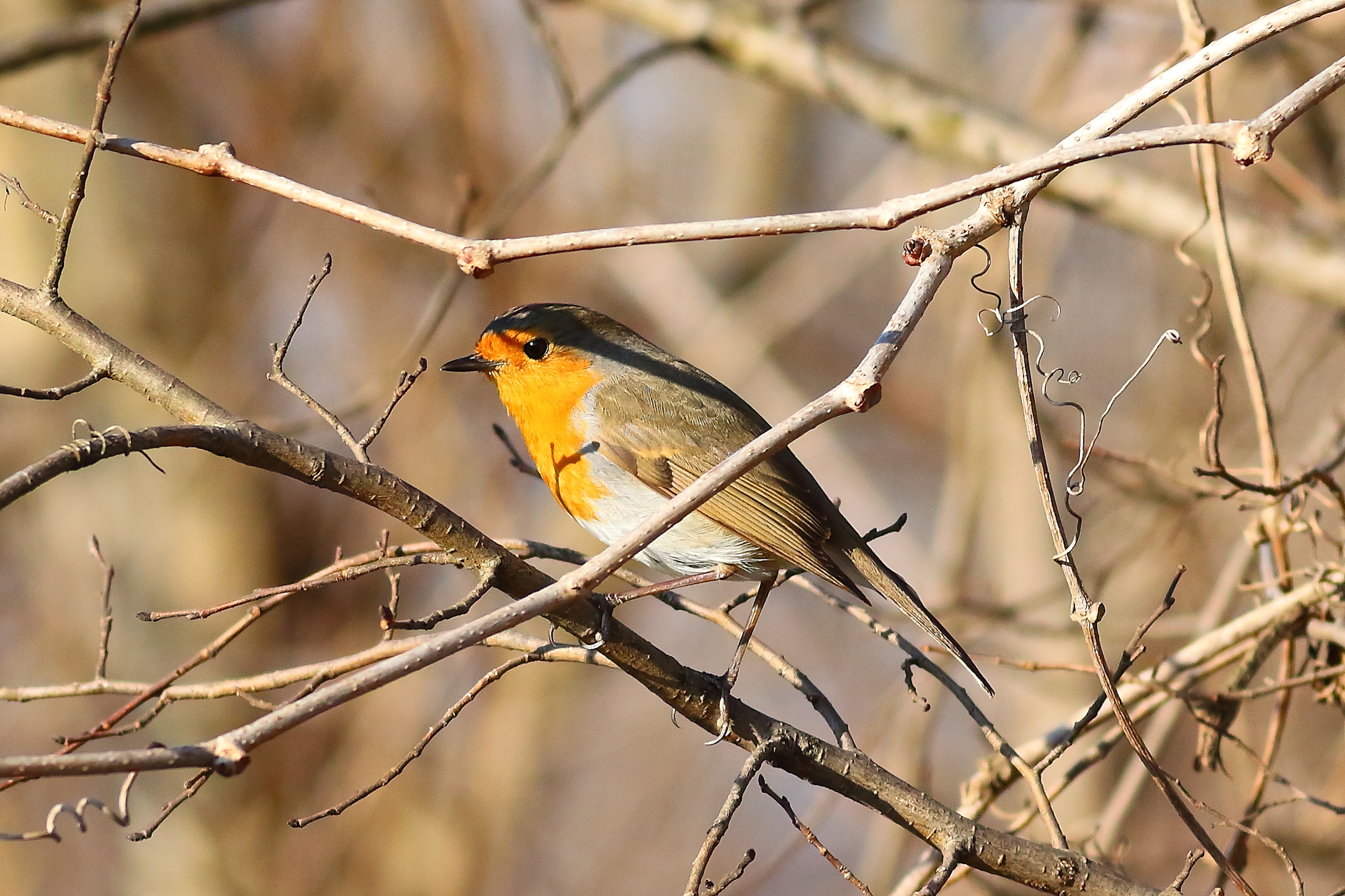 Robin 23January 2024 - 6201