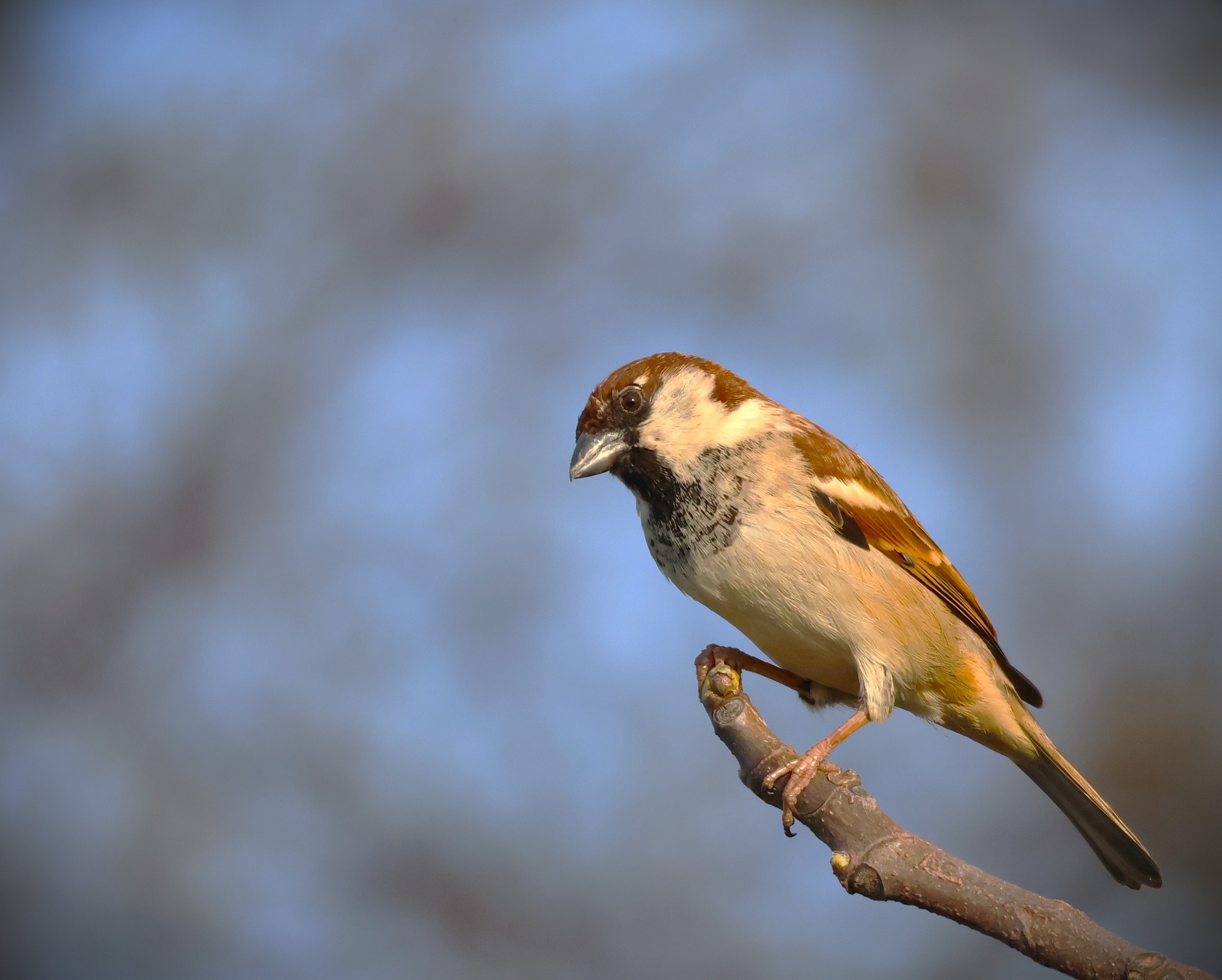 ... just a sparrow....