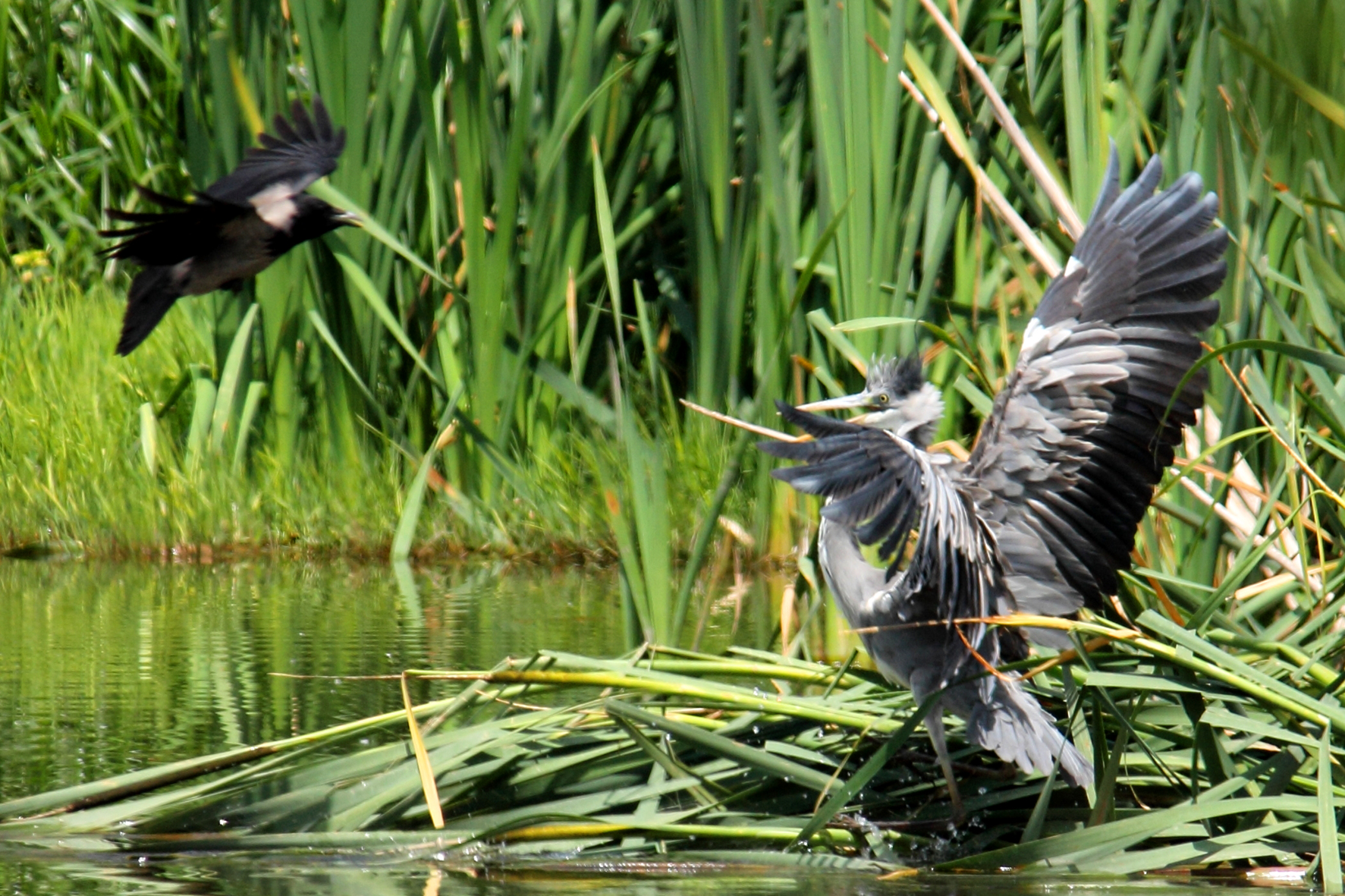 cenerino vs cornacchia