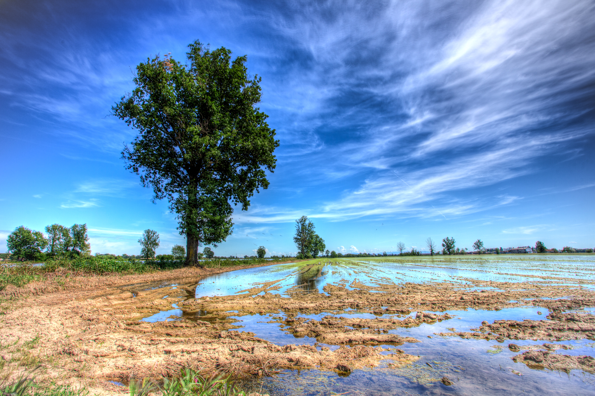 Rice fields abbiatensi