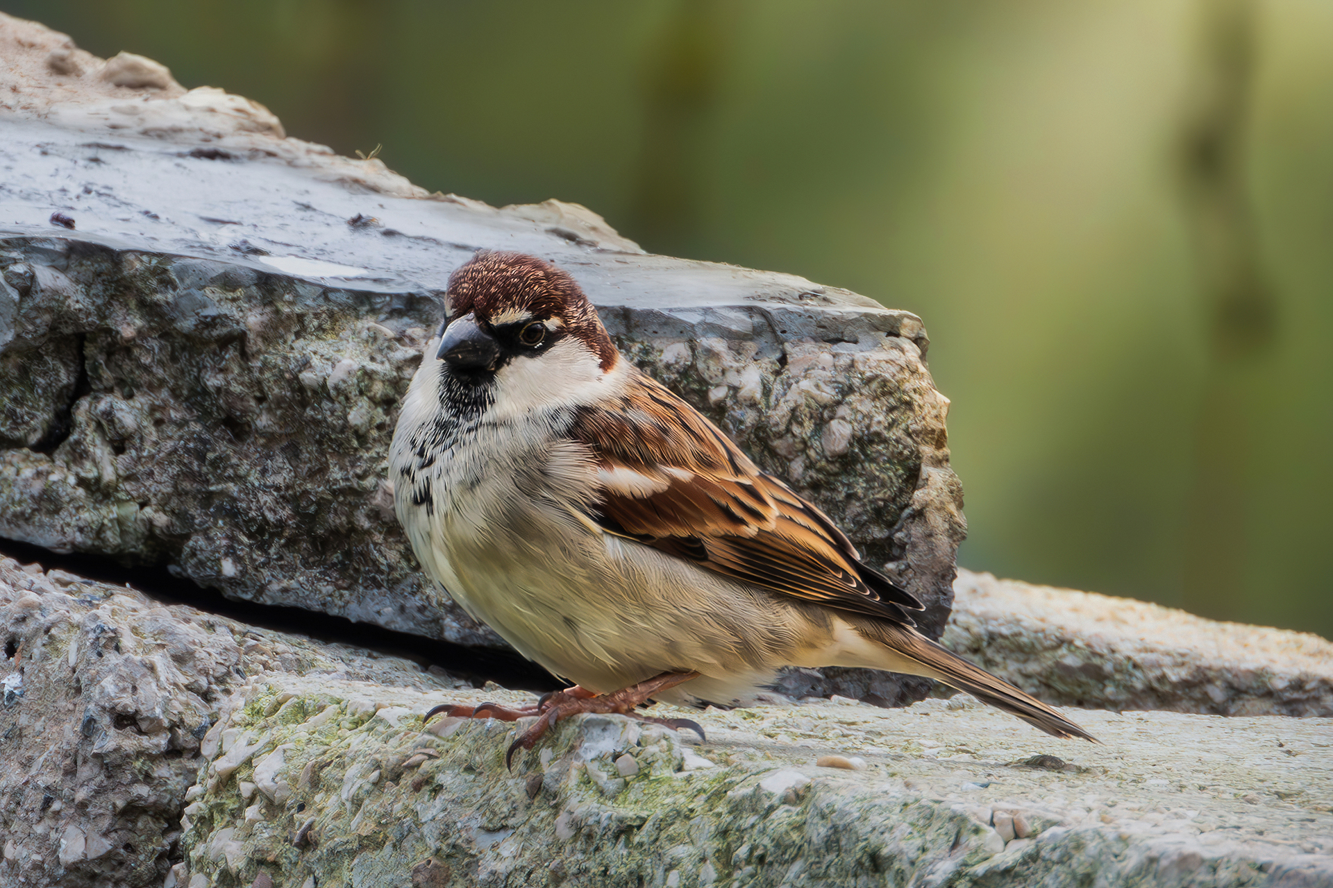 Passero italiano maschio